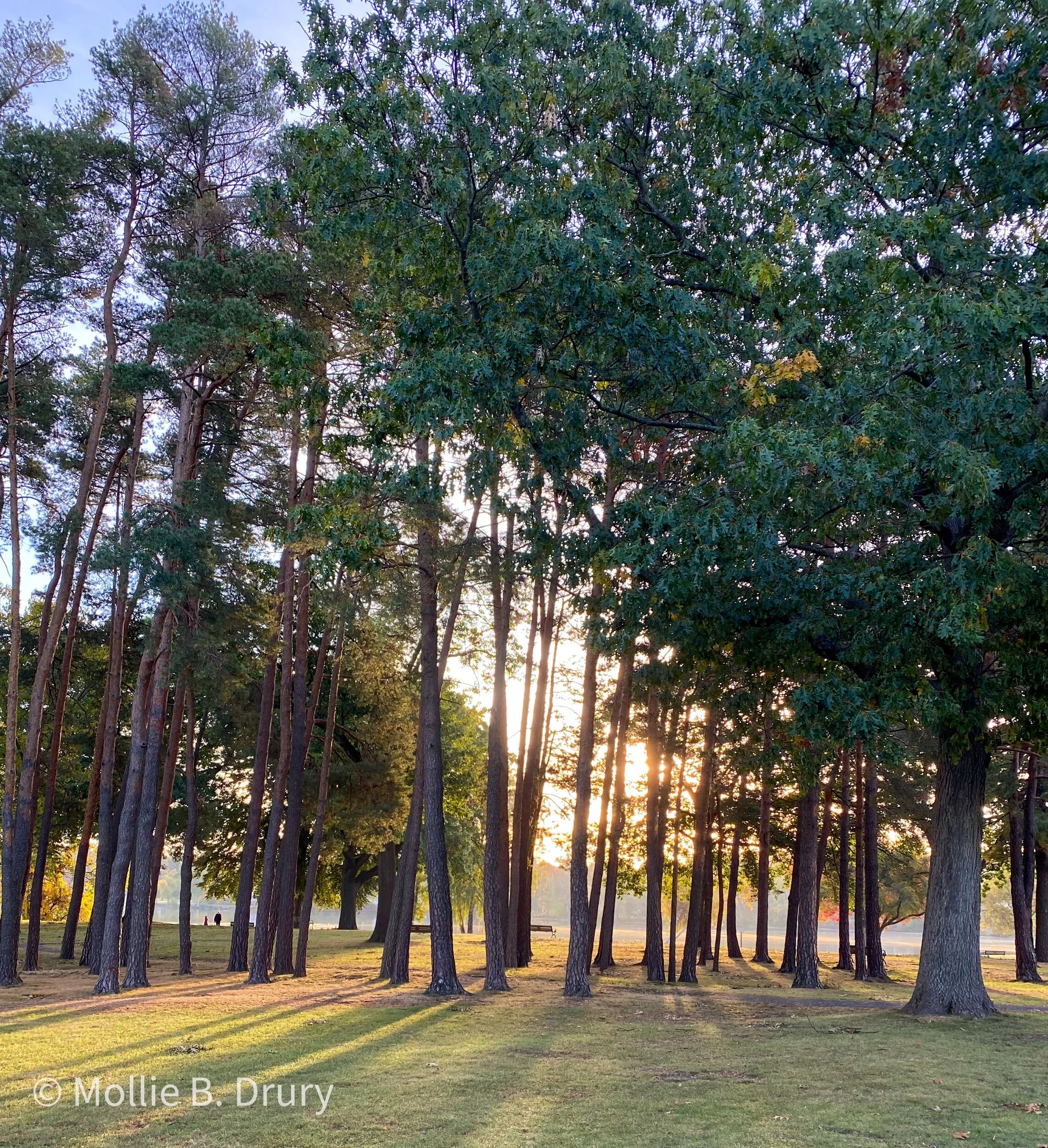 Flavor Buffet: 10/16/2020