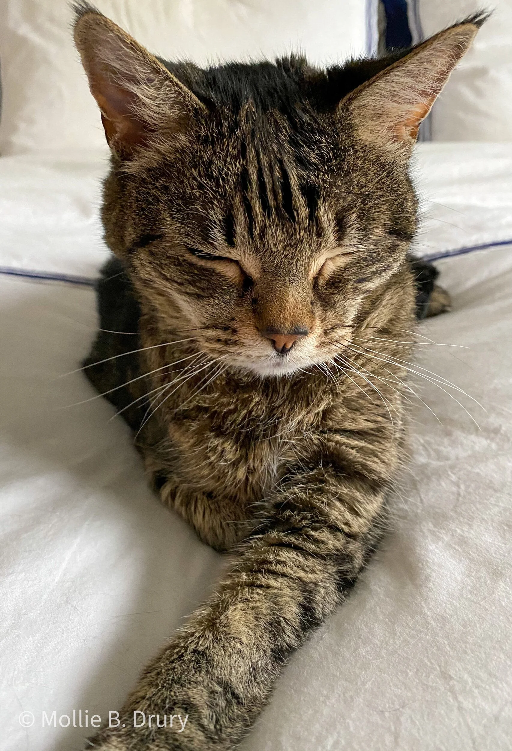 Flavor Buffet: 11/13/2020