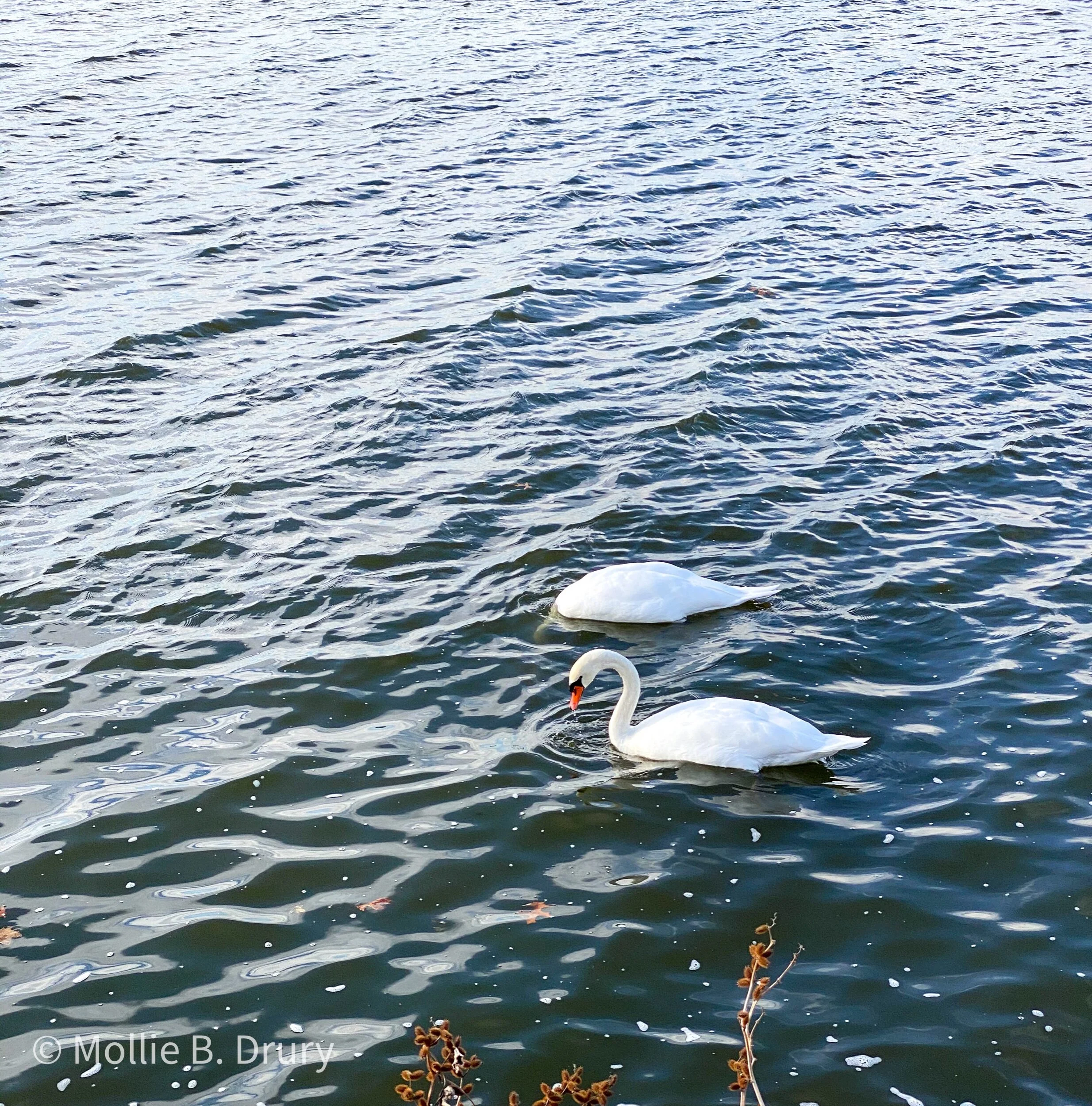Swan lake. As seen during a walk this week.