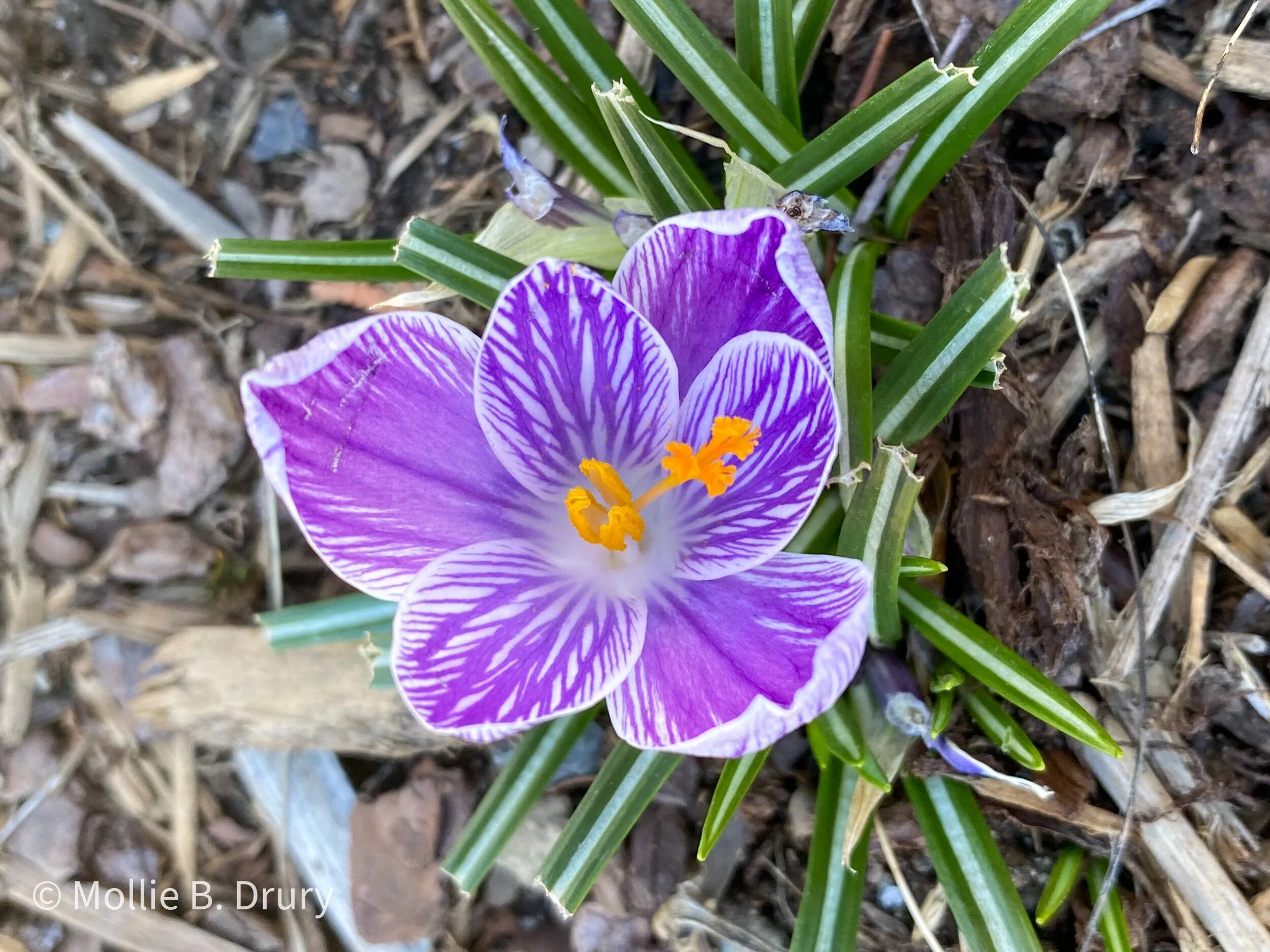 Flavor Buffet: 4/2/2021