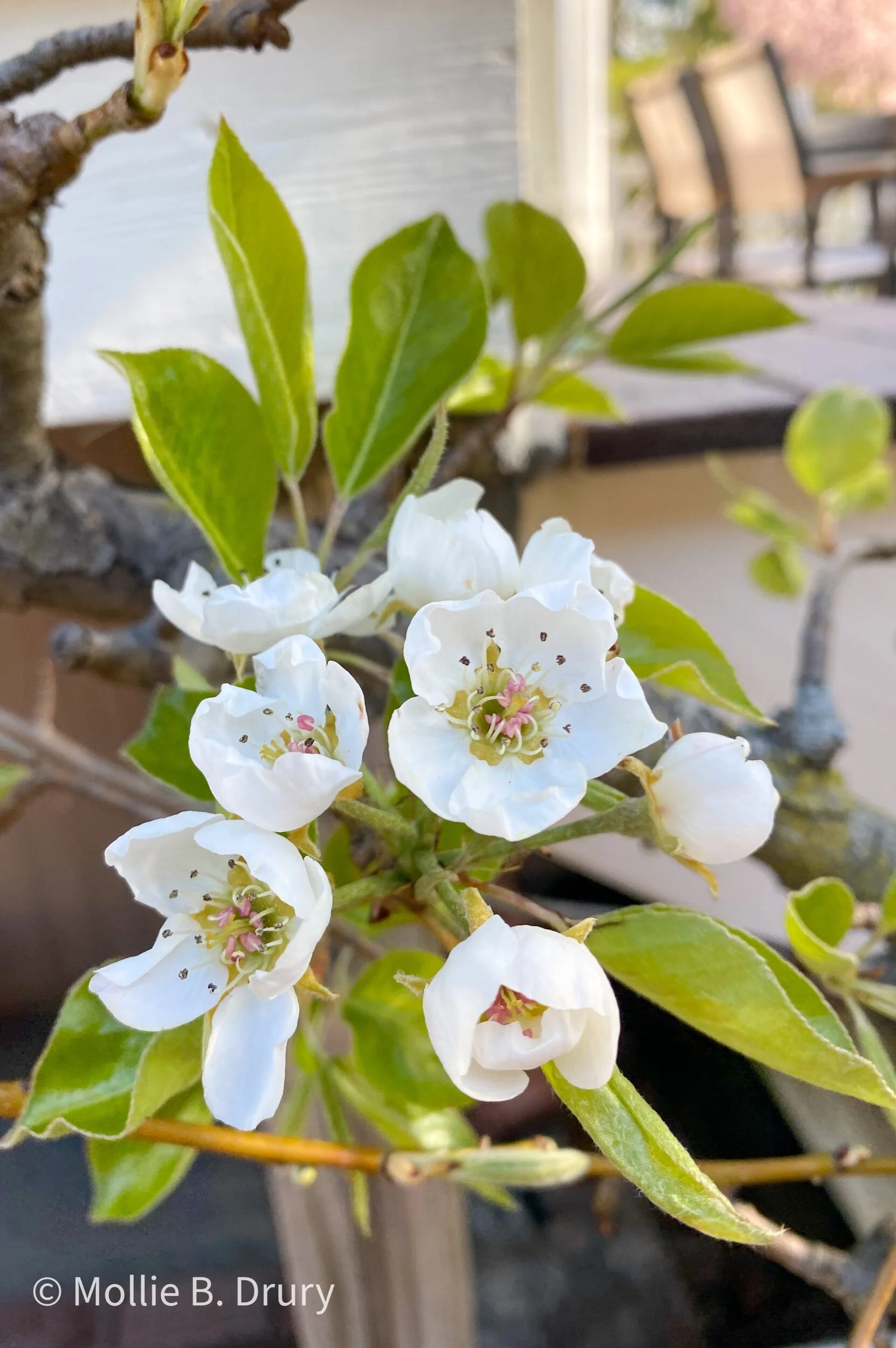 Flavor Buffet: 4/23/2021