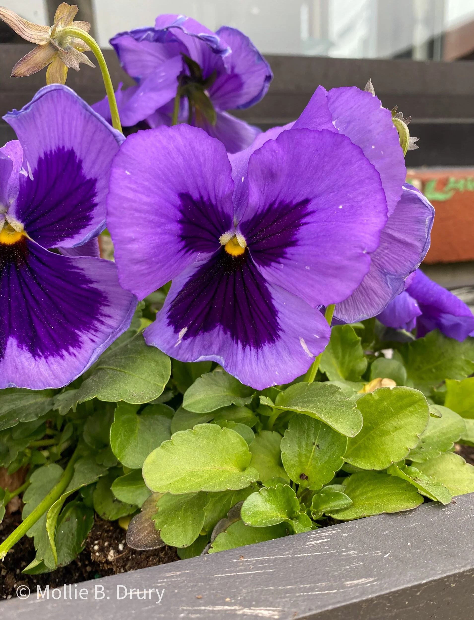 Flavor Buffet: 4/30/2021