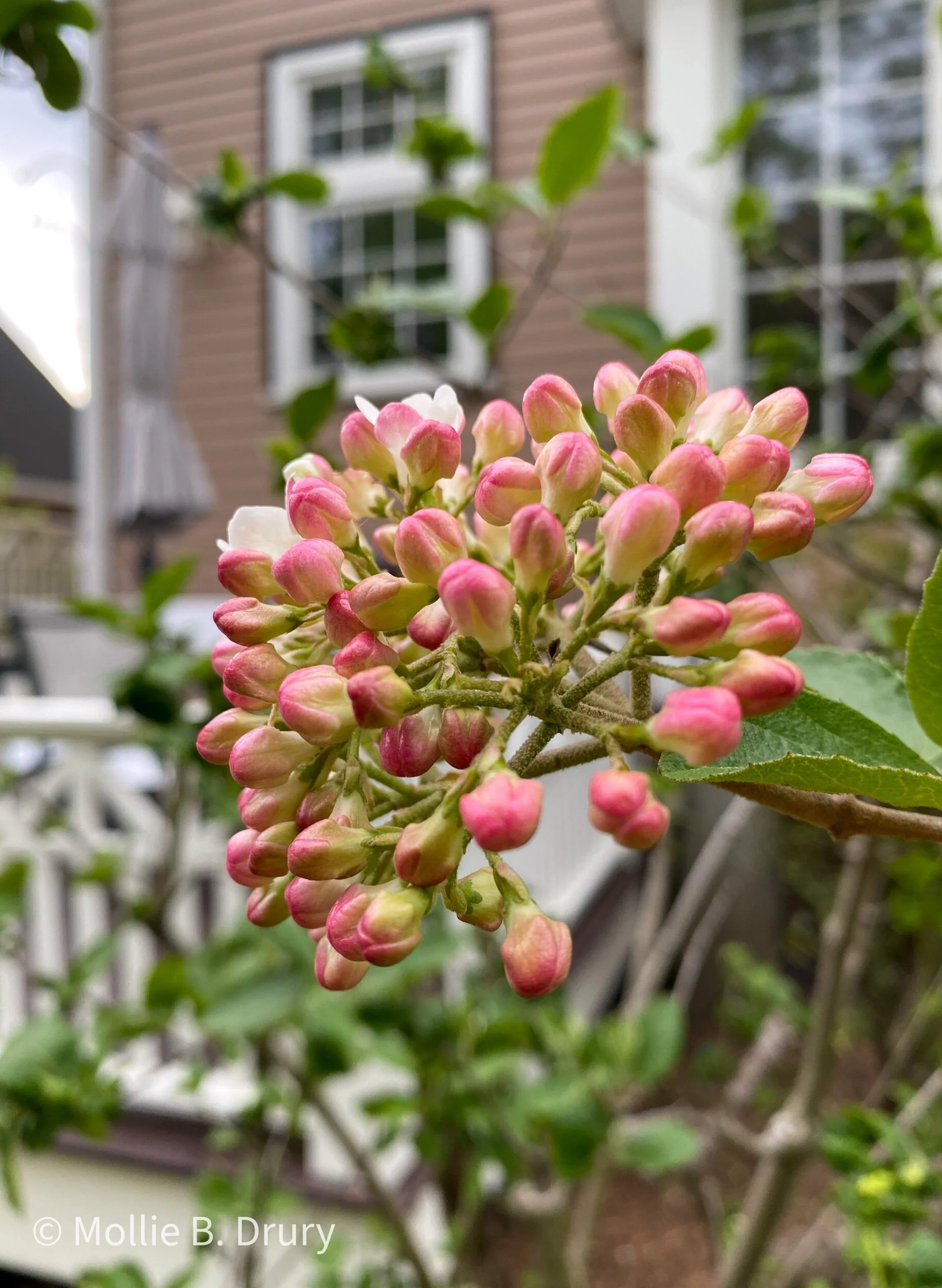 Flavor Buffet: 5/7/2021