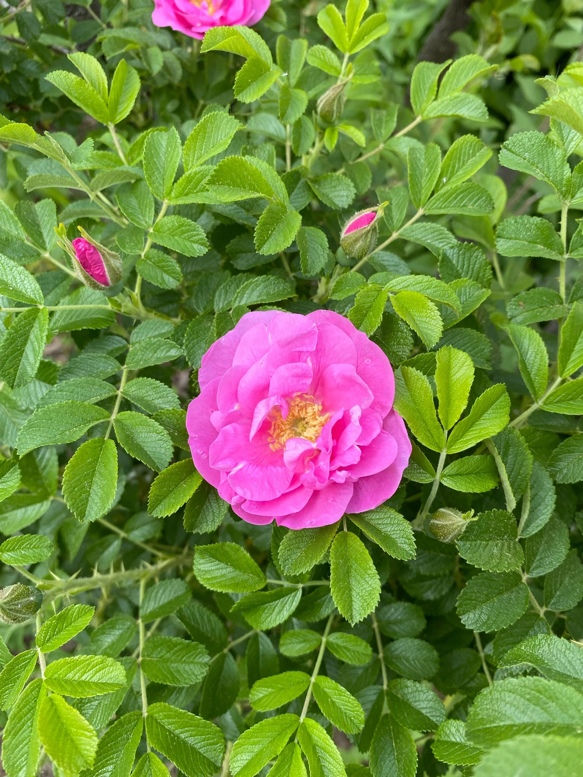 Flavor Buffet: 5/28/2021