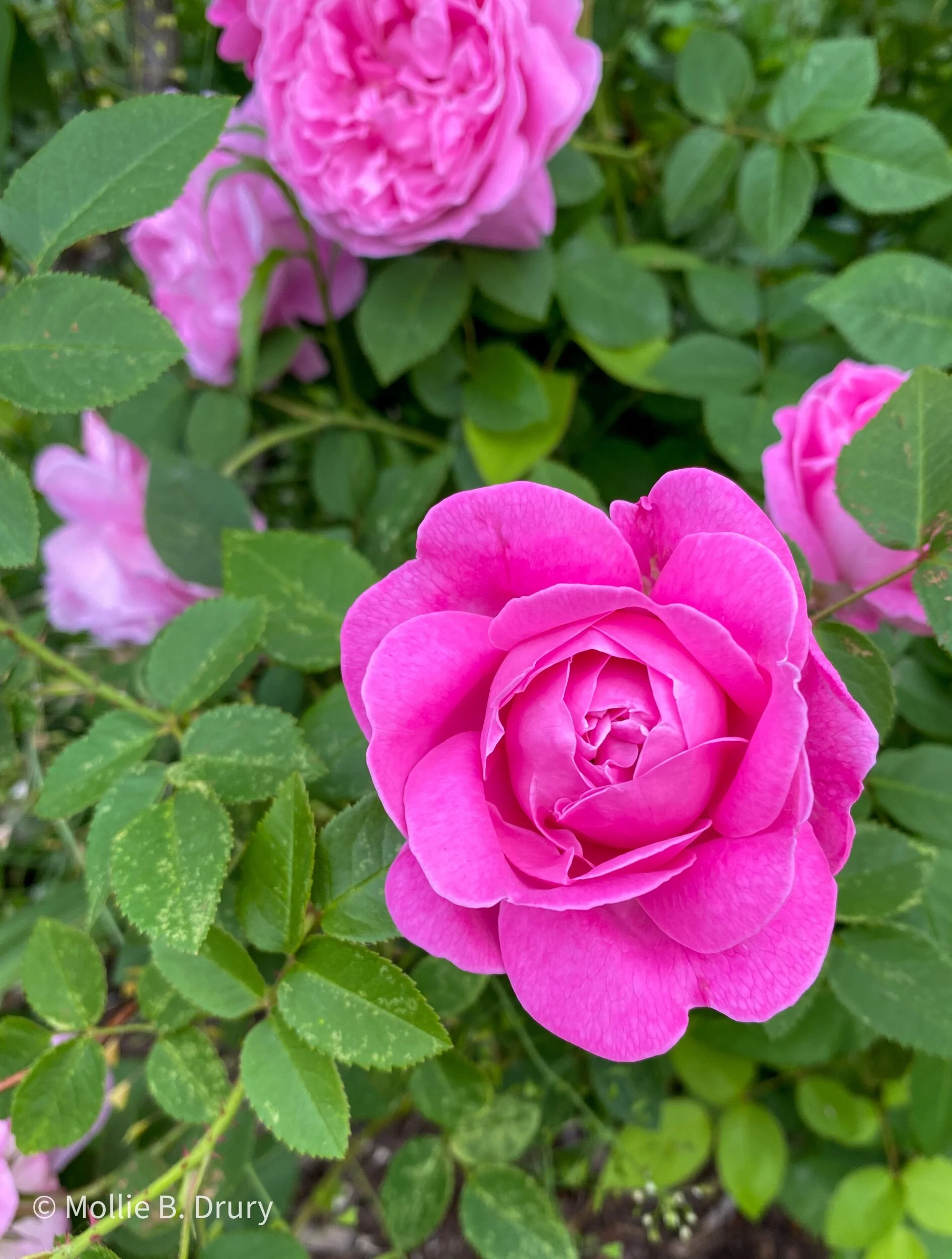 Flavor Buffet: 6/4/2021