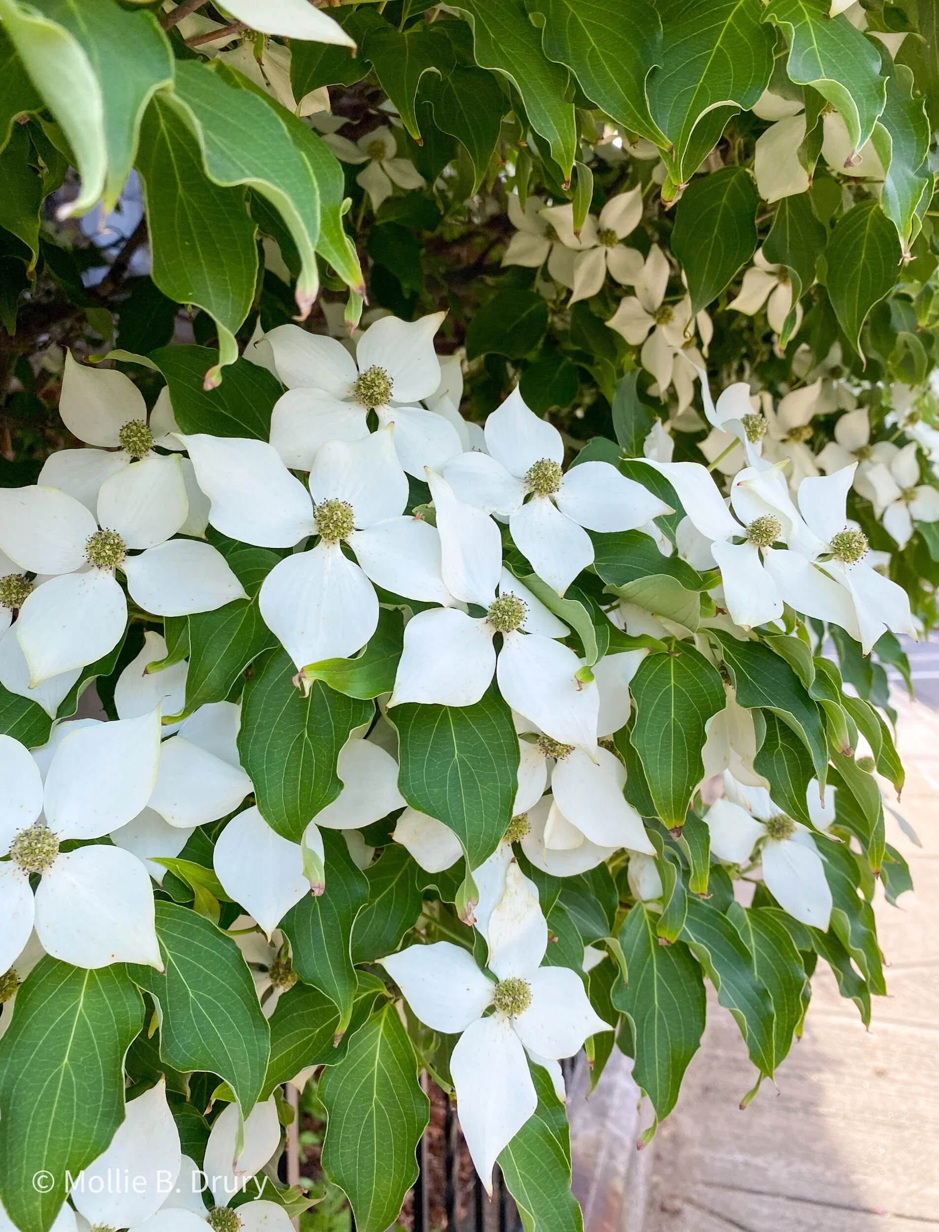 Flavor Buffet: 6/11/2021