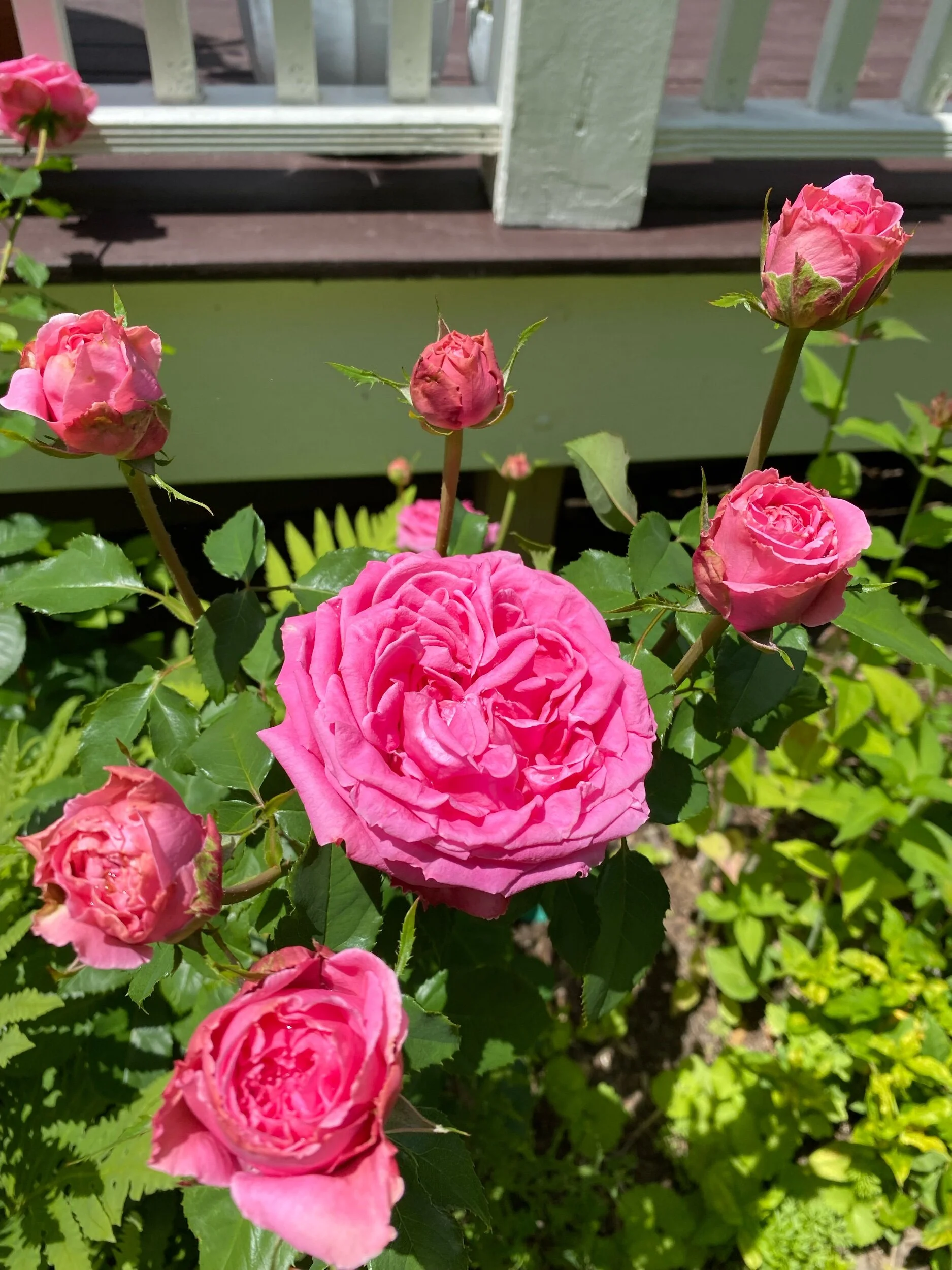 Flavor Buffet: 6/25/2021