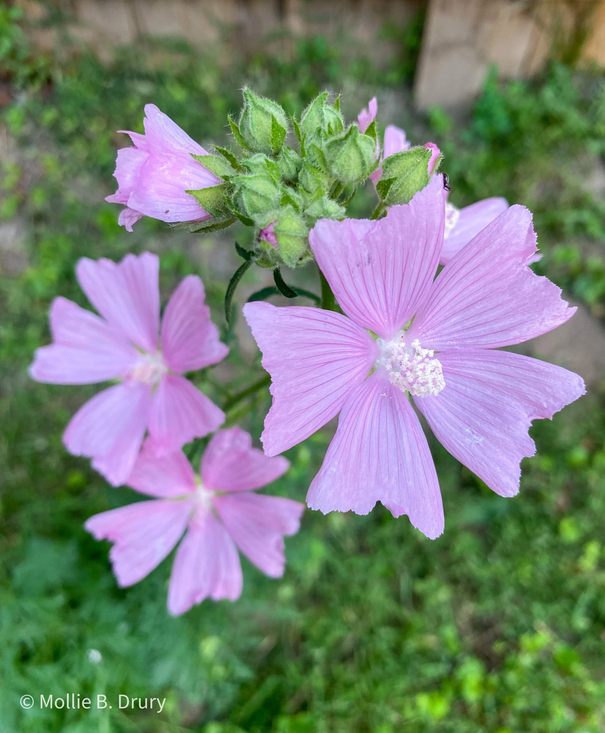 Flavor Buffet: 7/2/2021