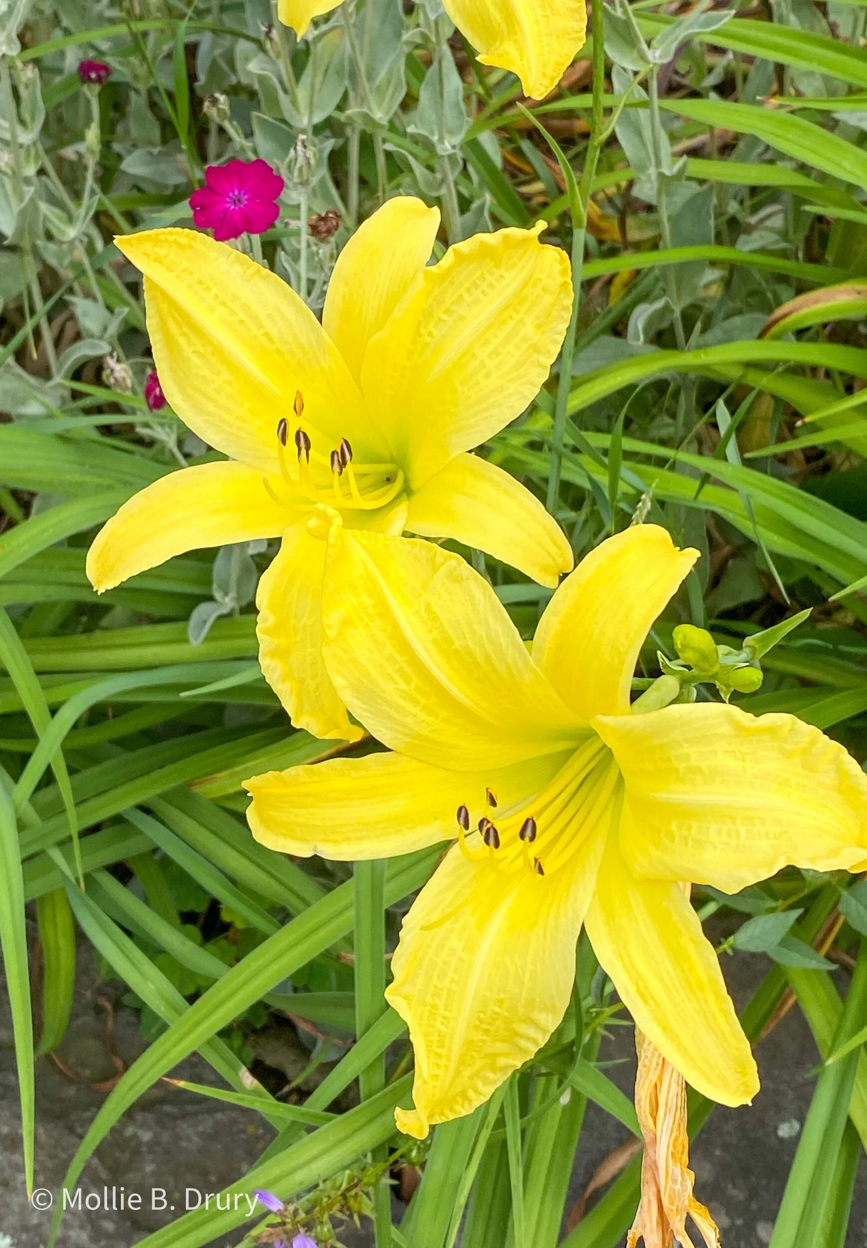 Flavor Buffet: 7/16/2021