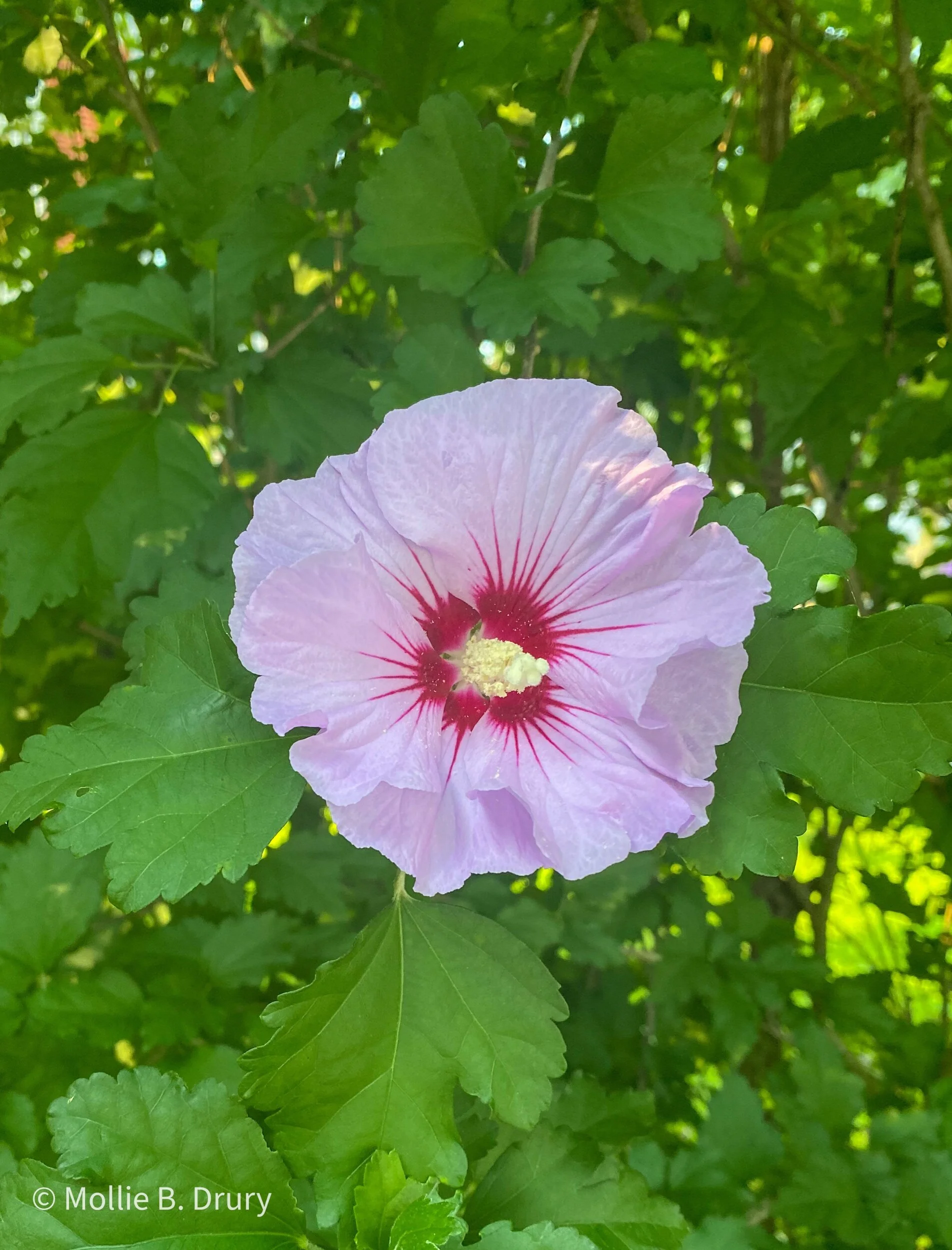 Flavor Buffet: 7/23/2021