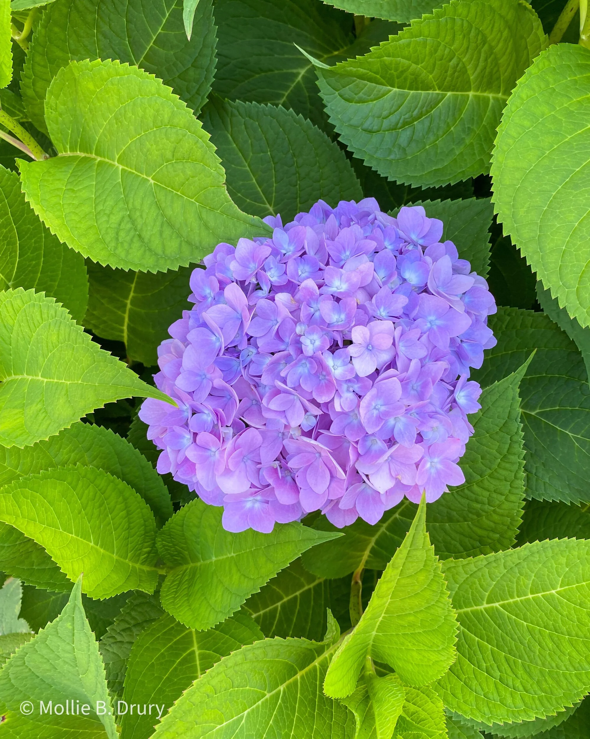 Flavor Buffet: 8/6/2021