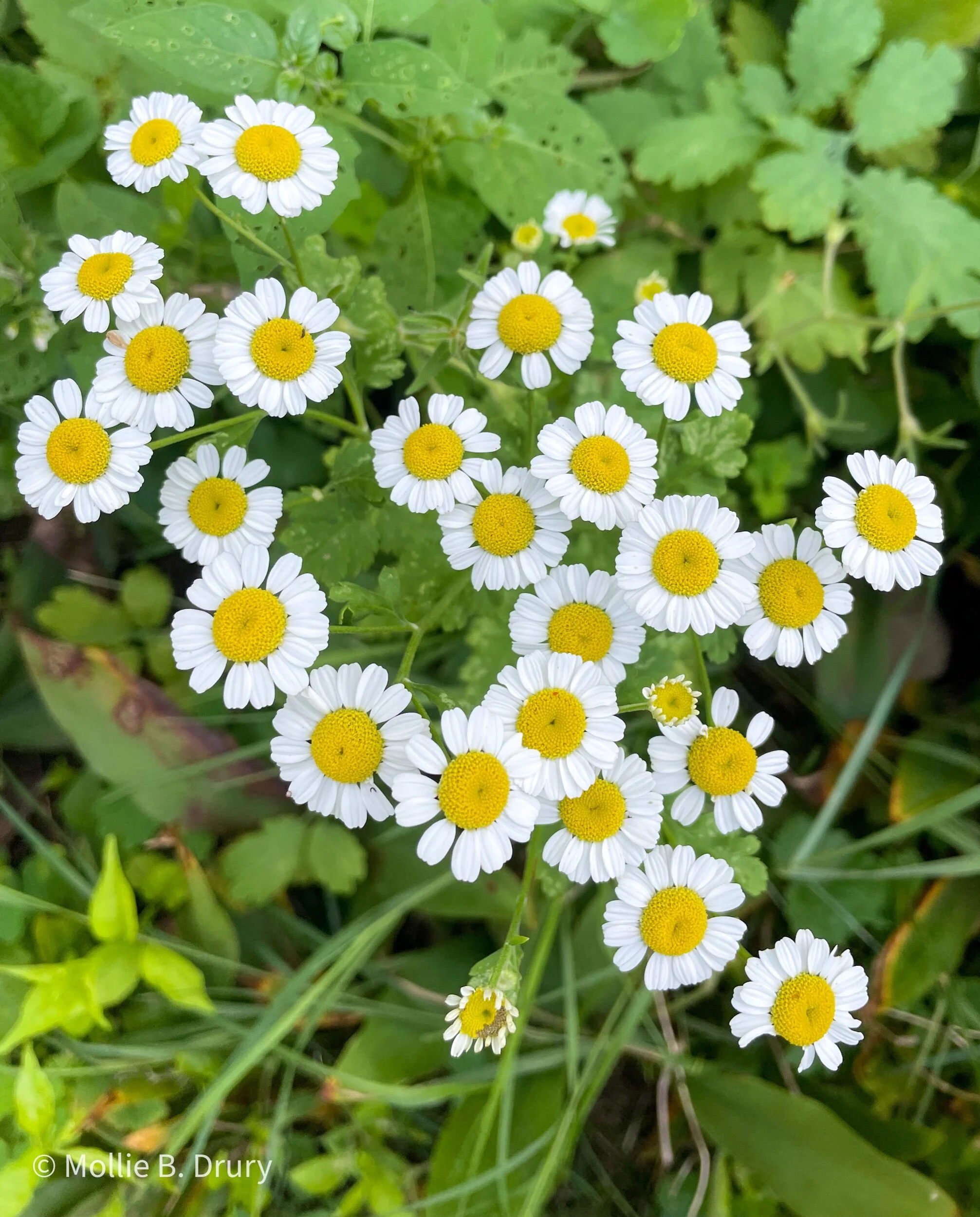 Flavor Buffet: 8/27/2021