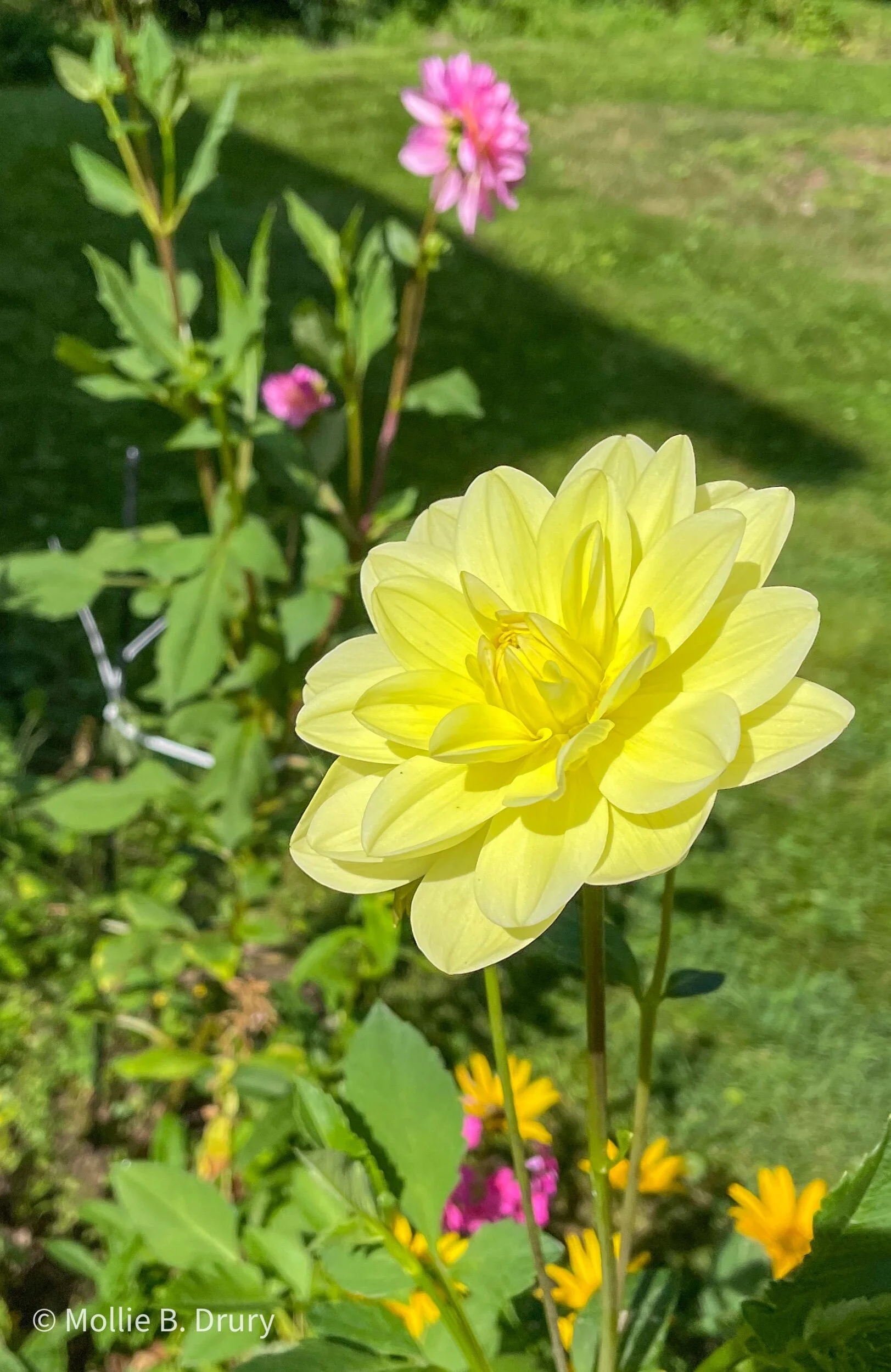 Flavor Buffet: 9/3/2021