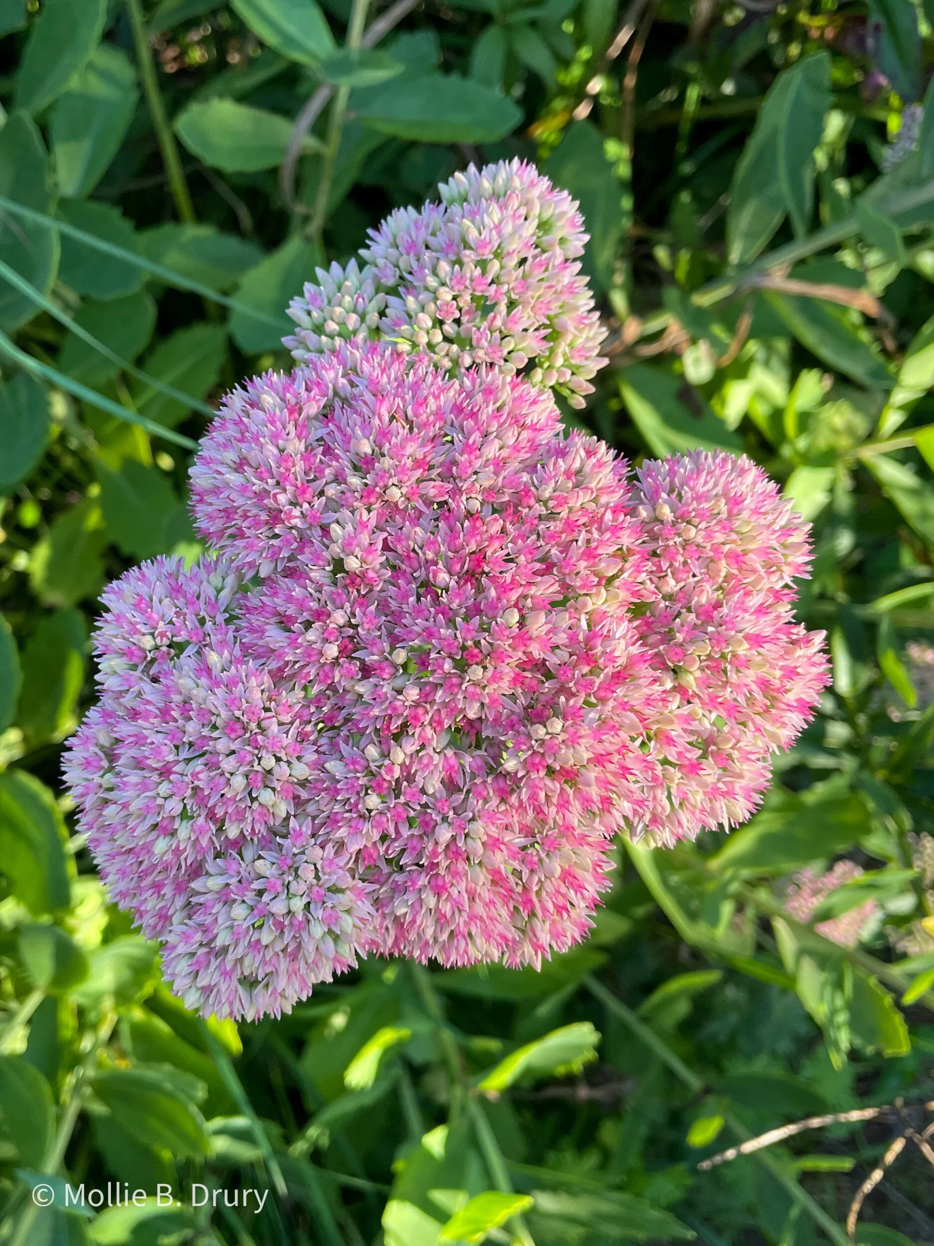 Flavor Buffet: 9/10/2021