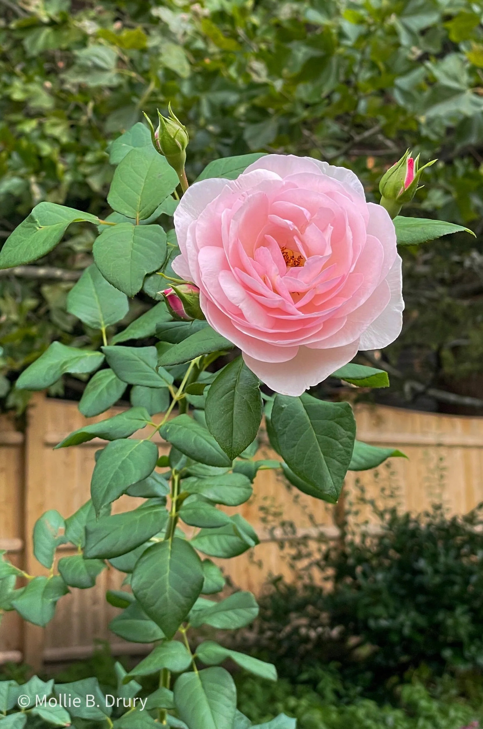 Flavor Buffet: 9/17/2021