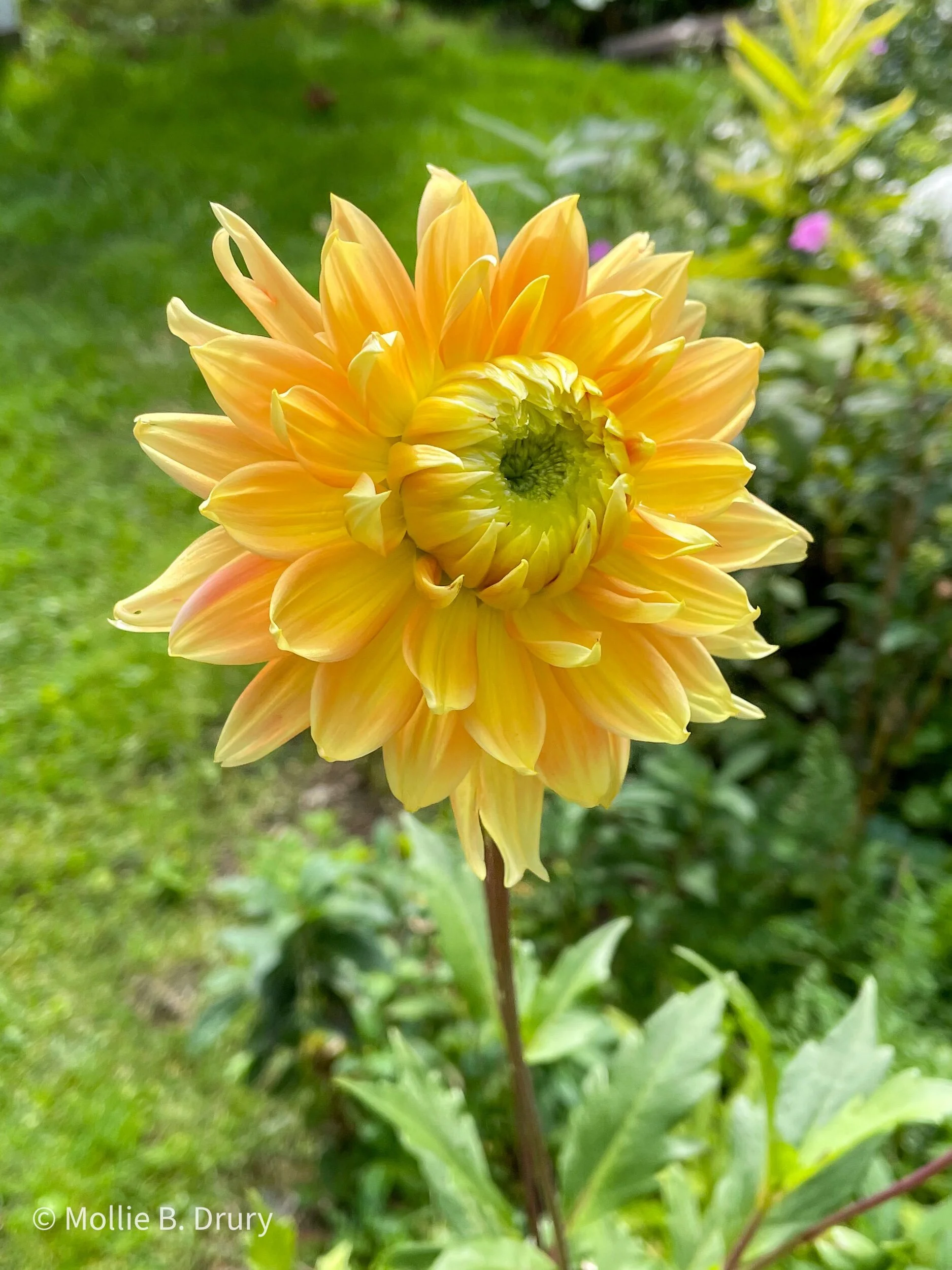 Flavor Buffet: 10/1/2021