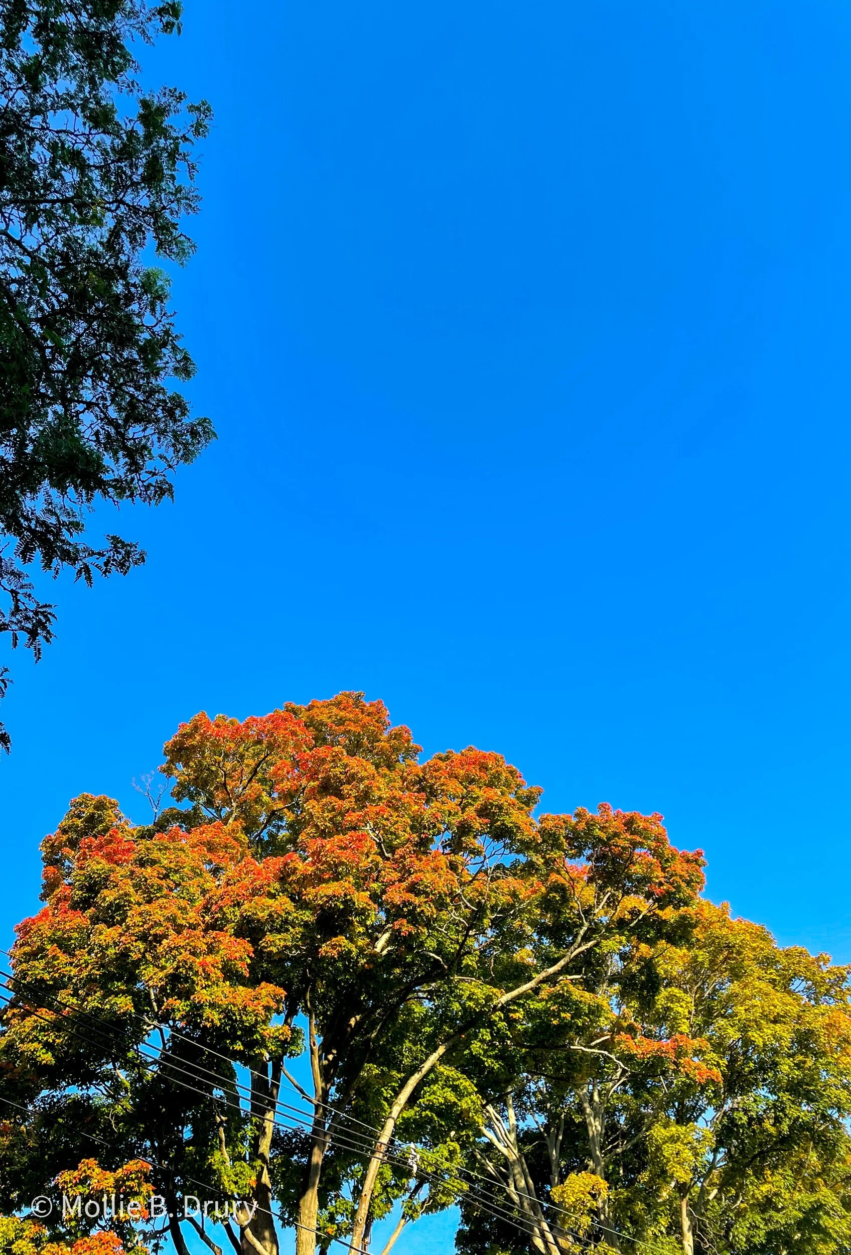 Flavor Buffet: 10/15/2021