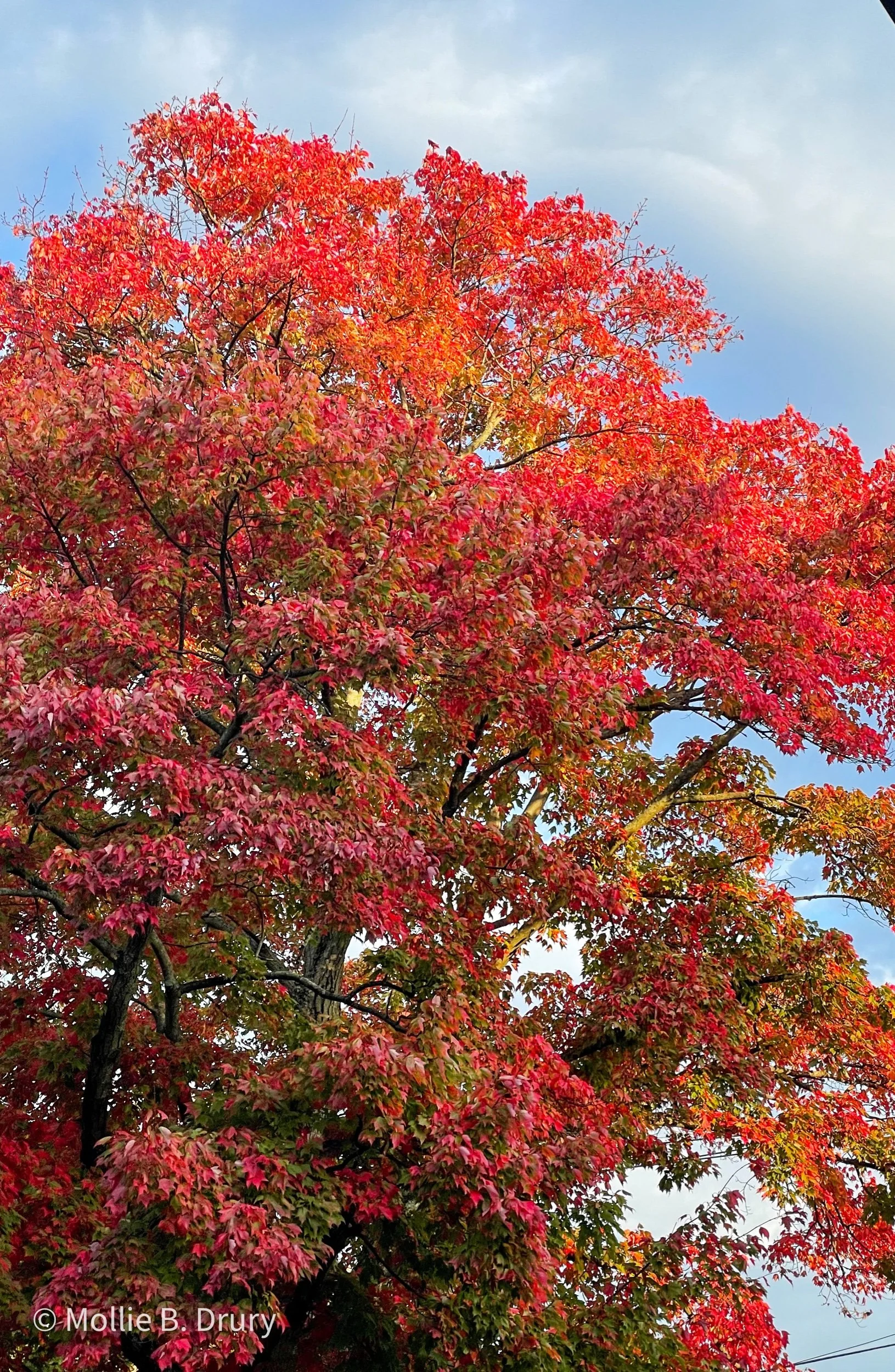 Flavor Buffet: 10/22/2021