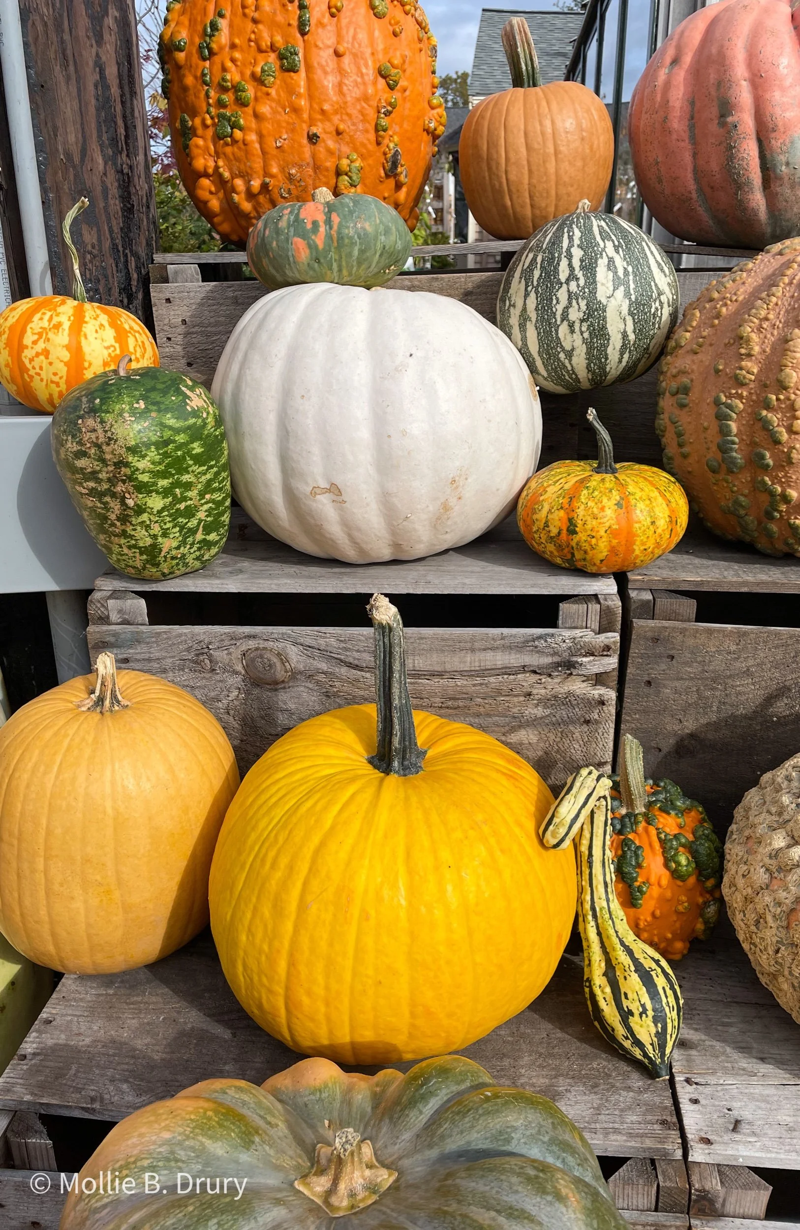 Flavor Buffet: 10/29/2021