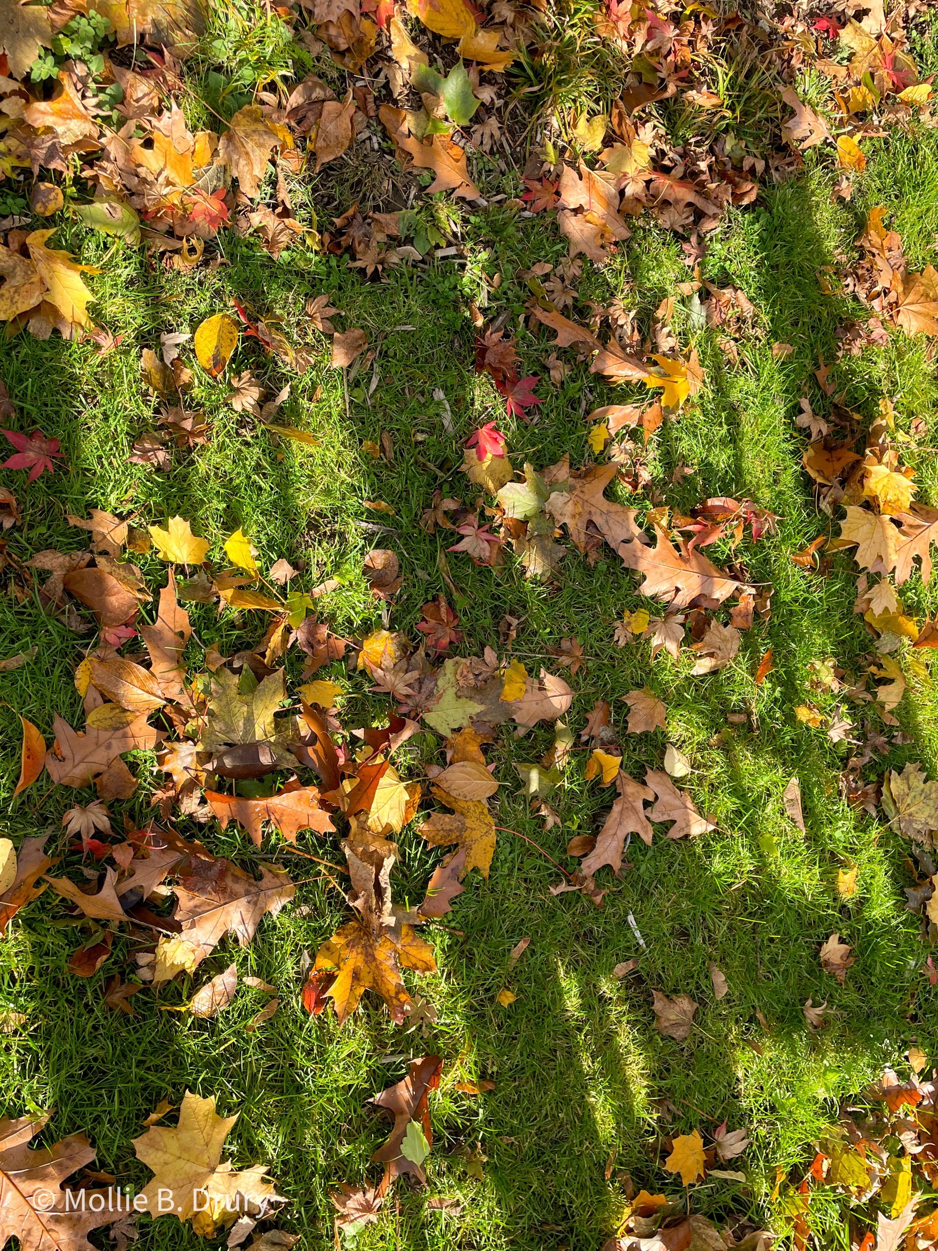 Flavor Buffet: 11/19/2021