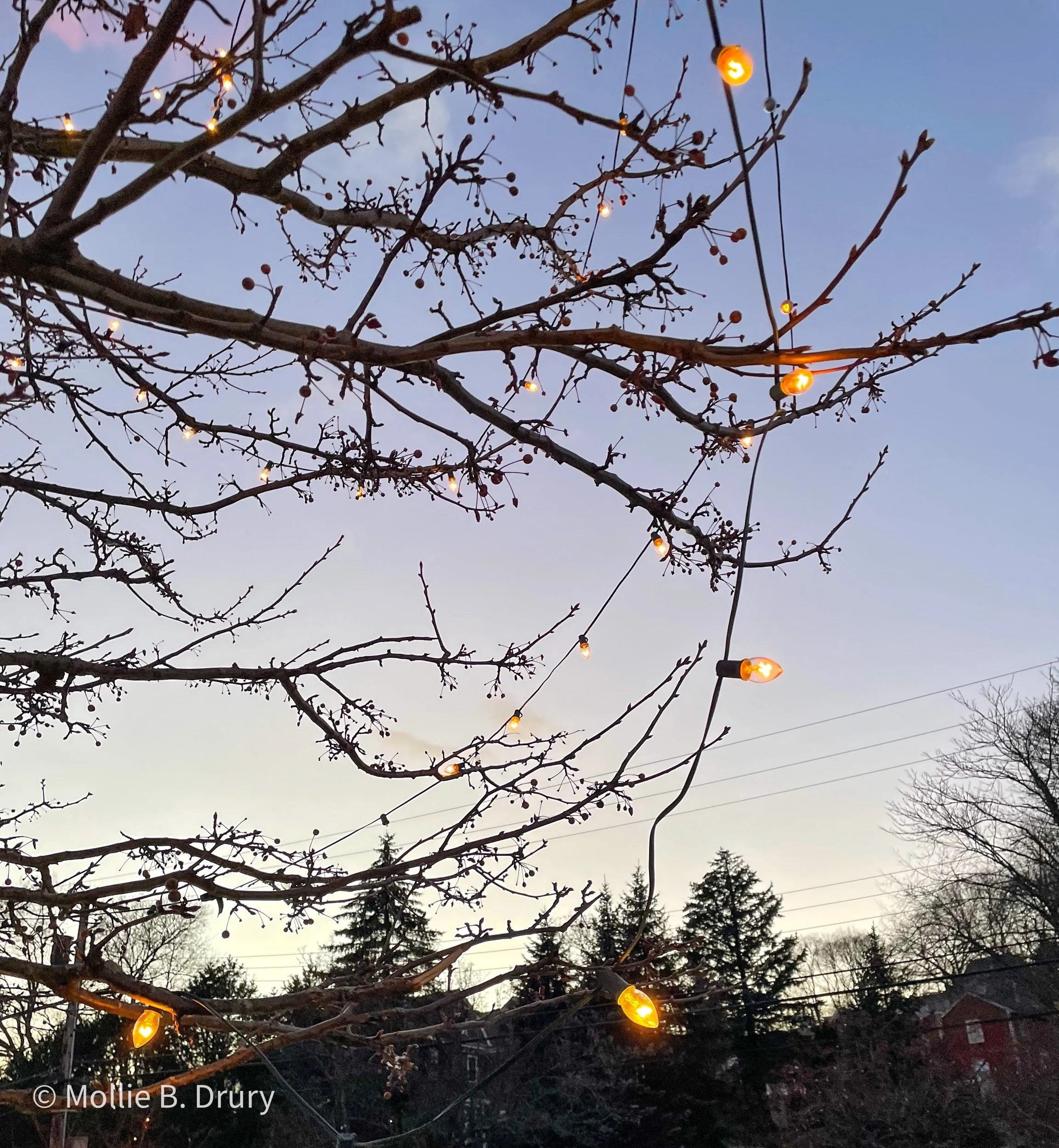 Flavor Buffet: 12/24/2021