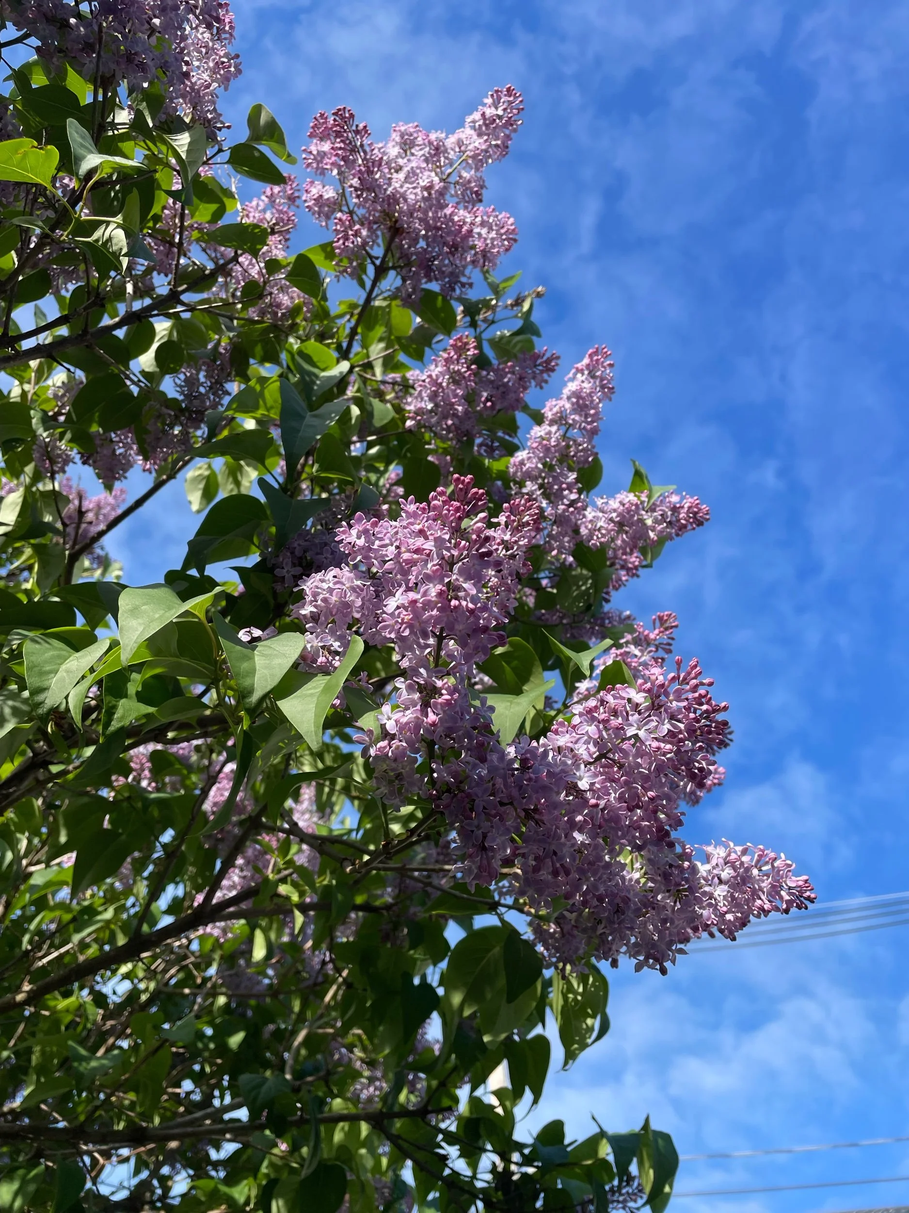 Flavor Buffet: 5/13/2022