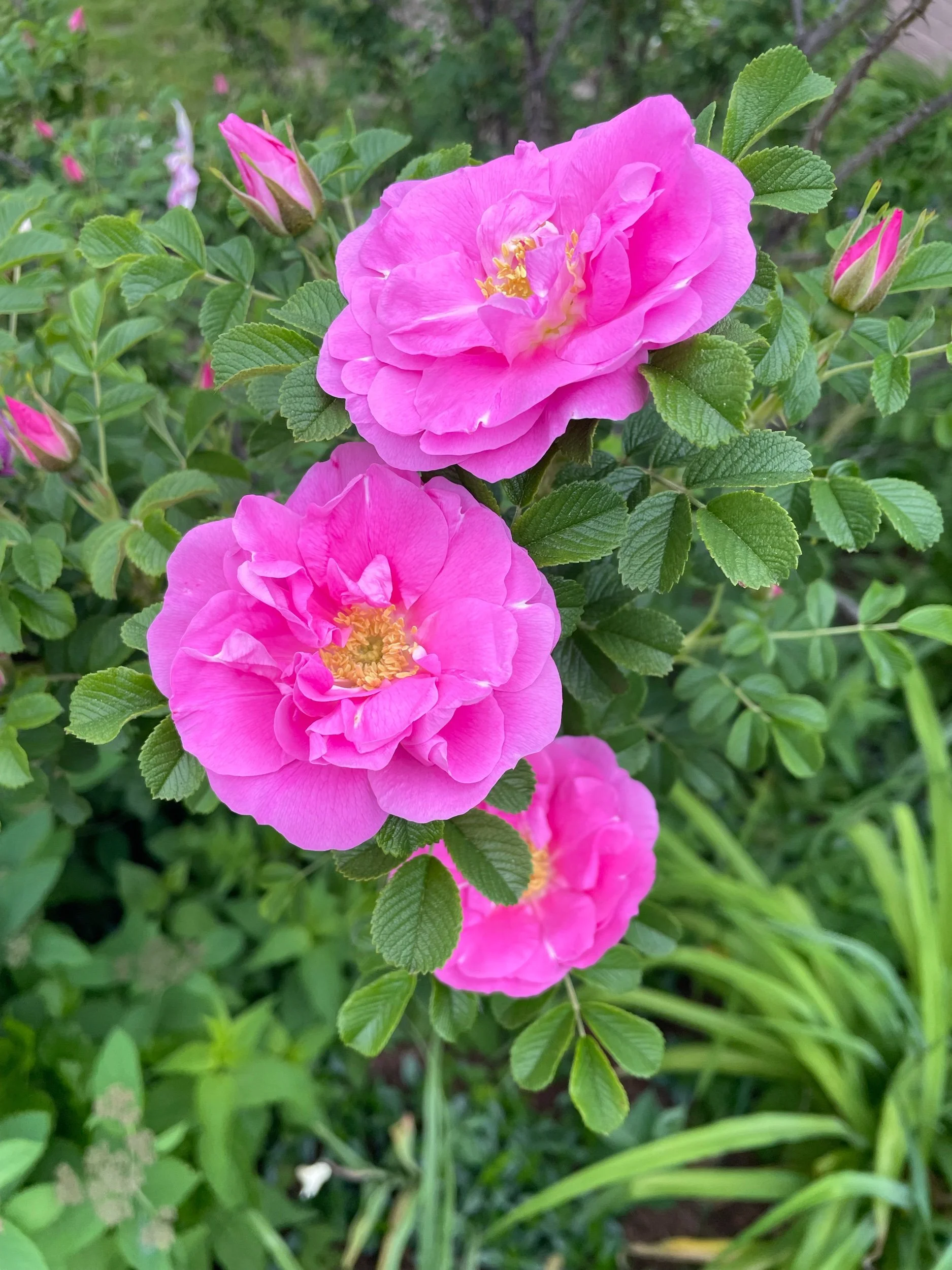 Flavor Buffet: 5/27/2022