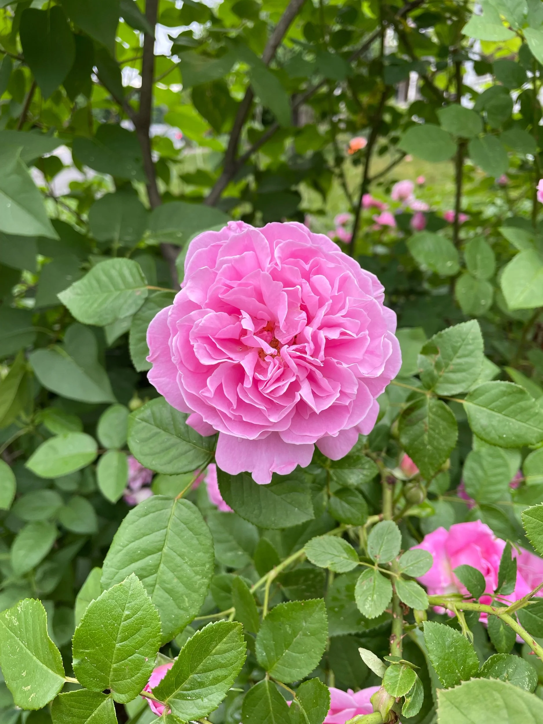 Flavor Buffet: 6/3/2022