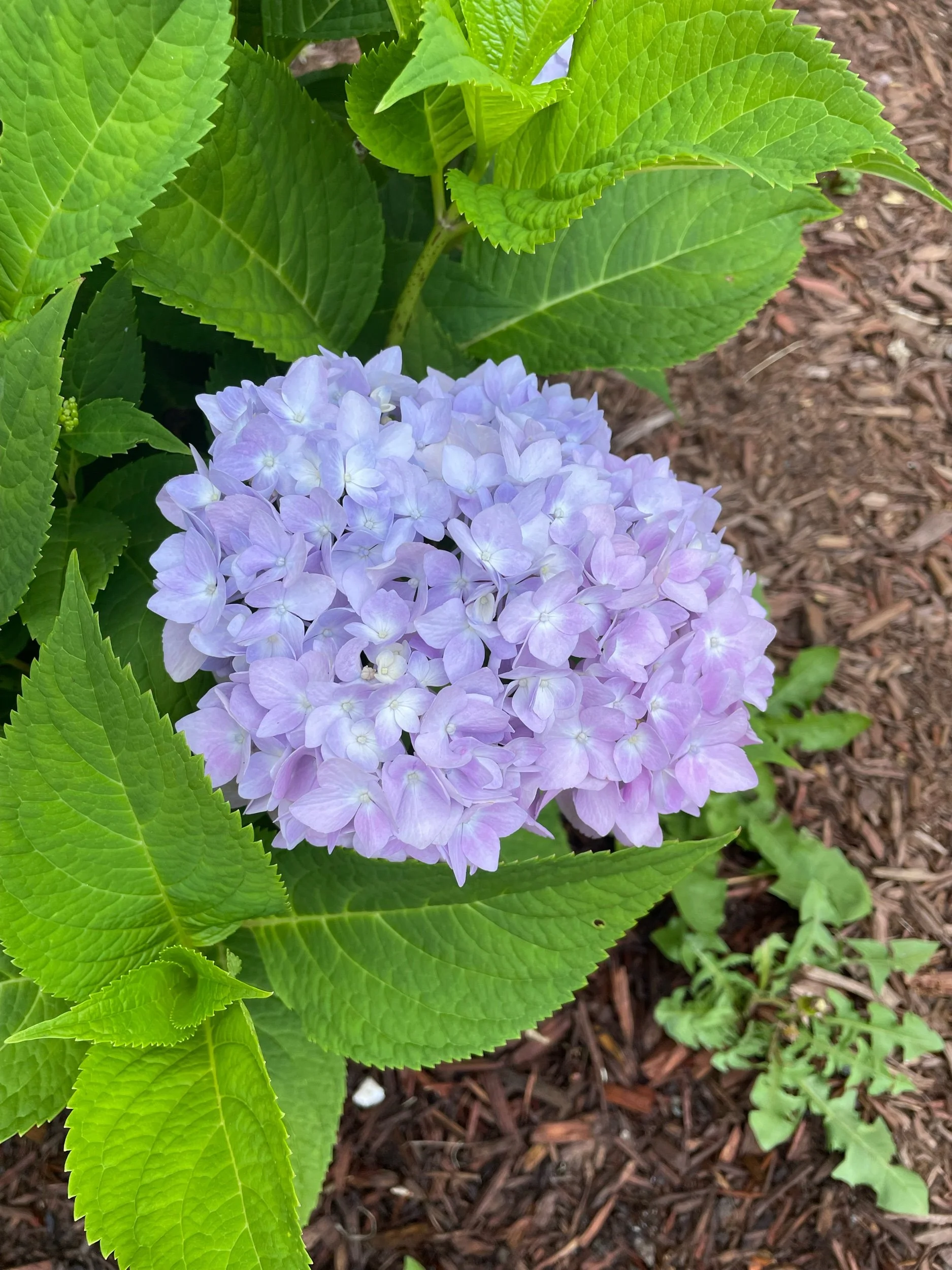 Flavor Buffet: 7/1/2022