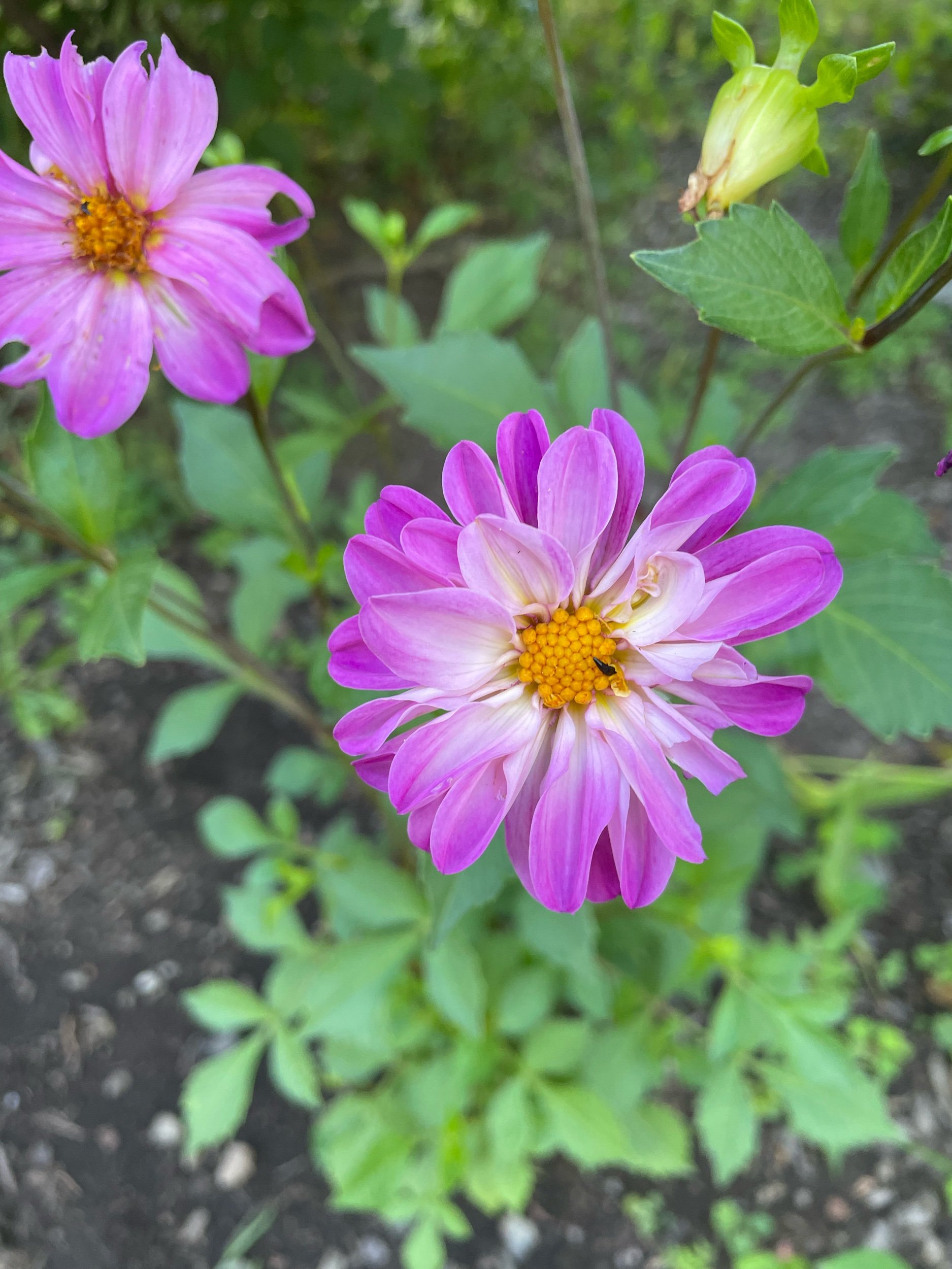 Flavor Buffet: 7/15/2022