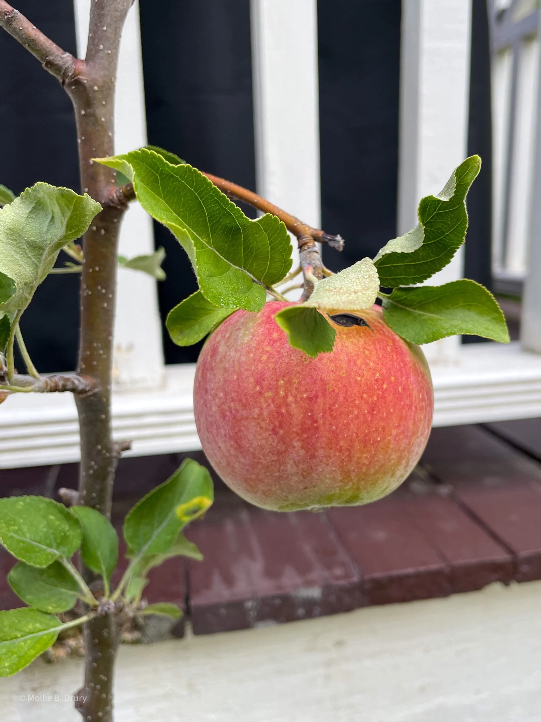 Flavor Buffet: 9/9/2022