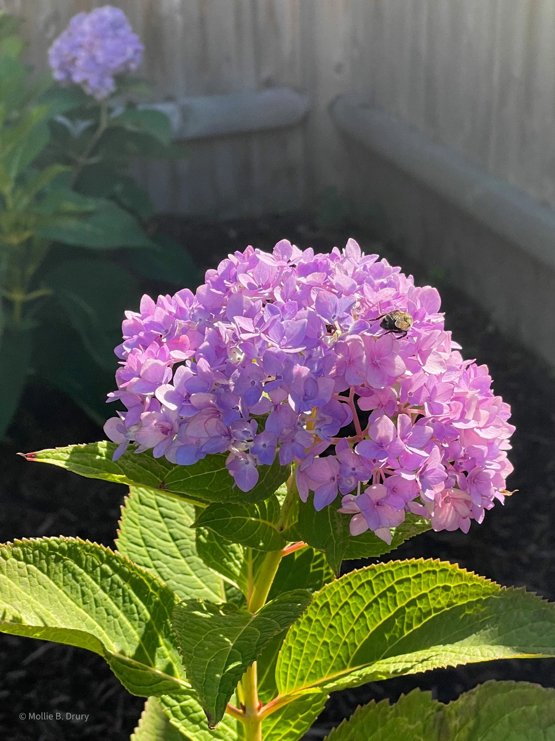 Flavor Buffet 9/16/2022