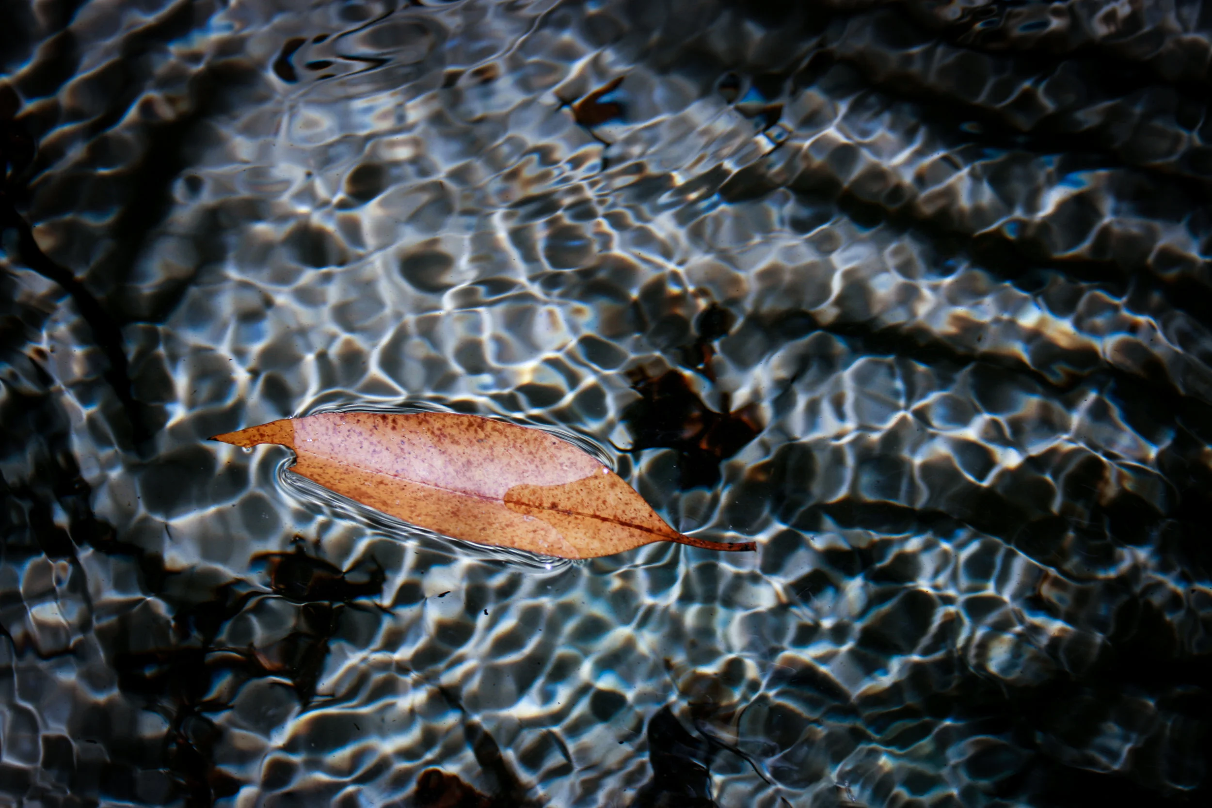 Leaf