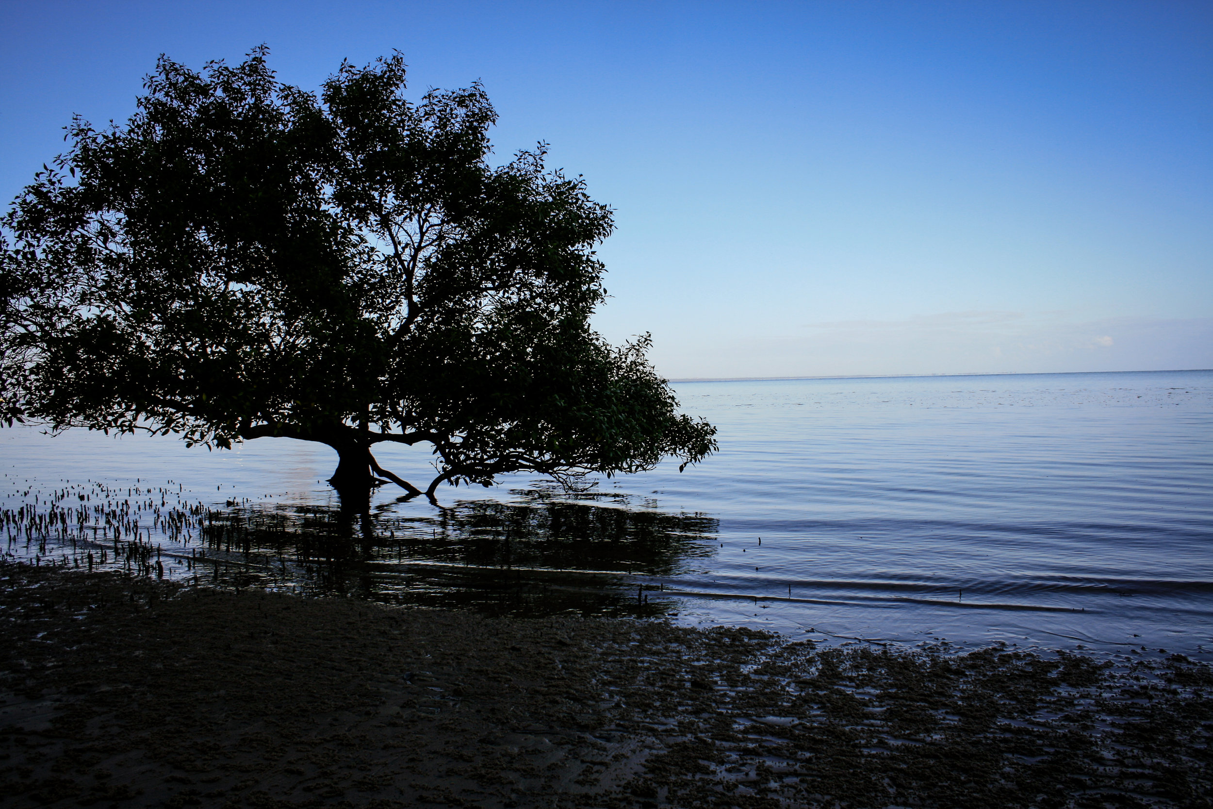 Mangrove Fraser Island.jpg