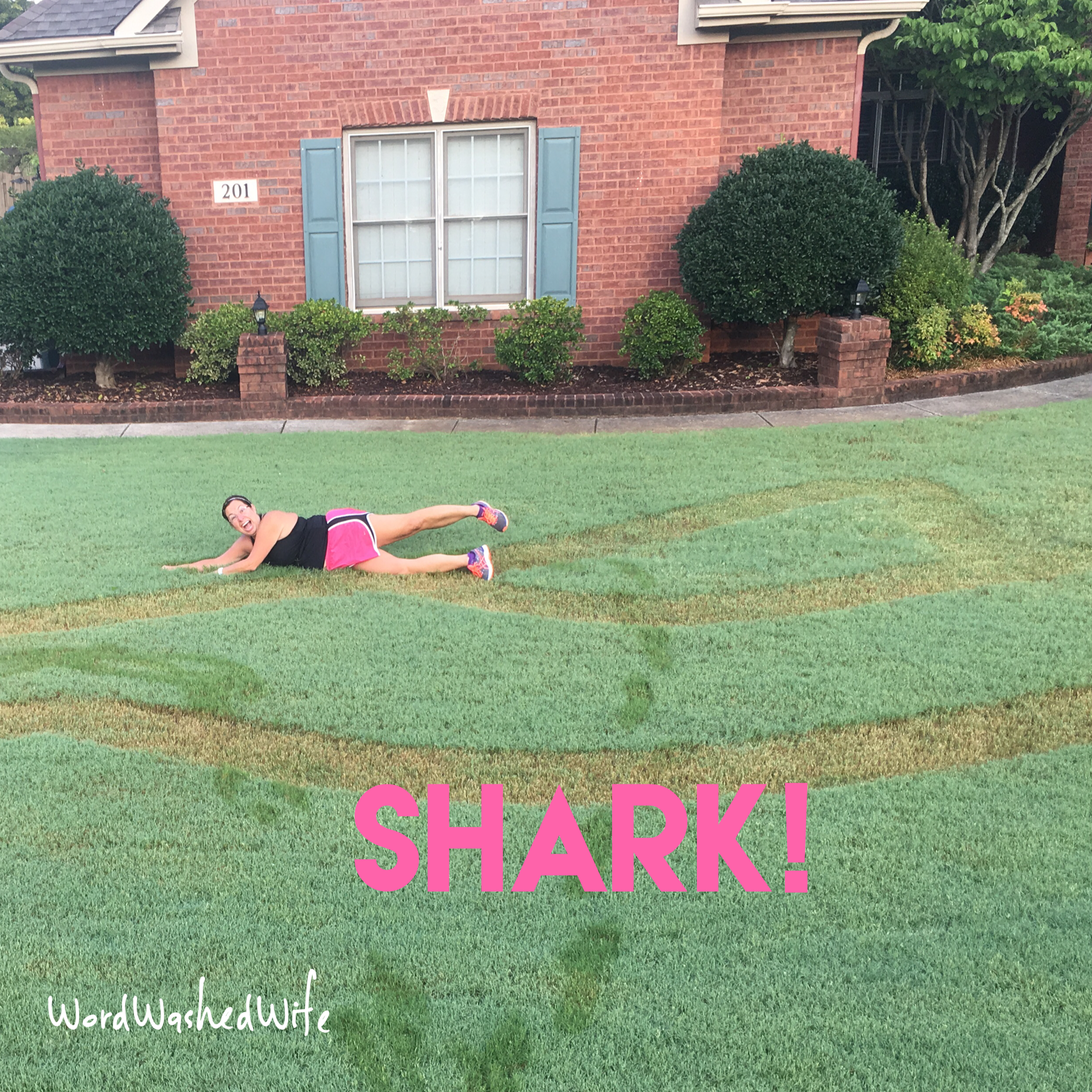 In honor of SHARK WEEK - the grass got a Great White Work of art :)! "Swim Sue, swim!"