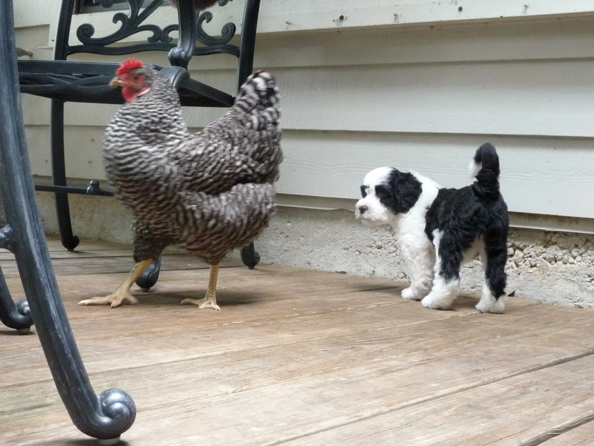 Bling and Shirley.JPG