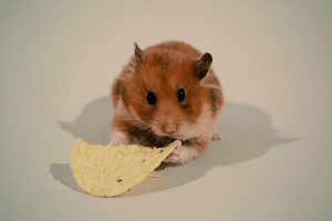 giphy-1.gif