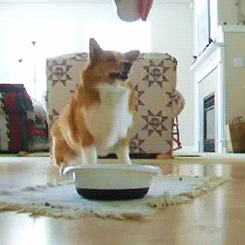 giphy.gif