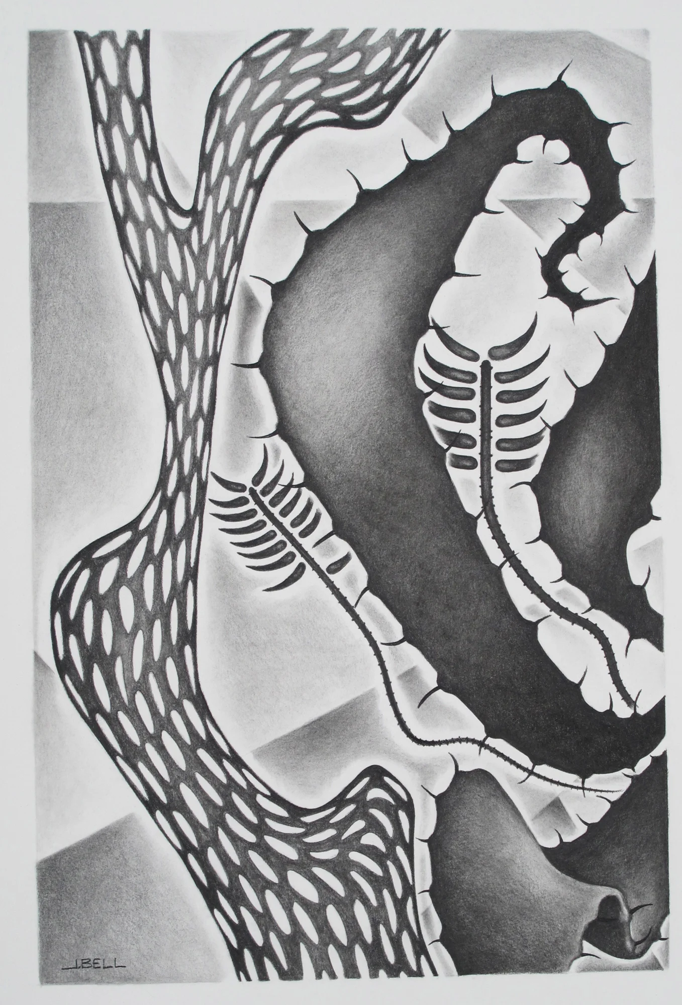 Specimen 19