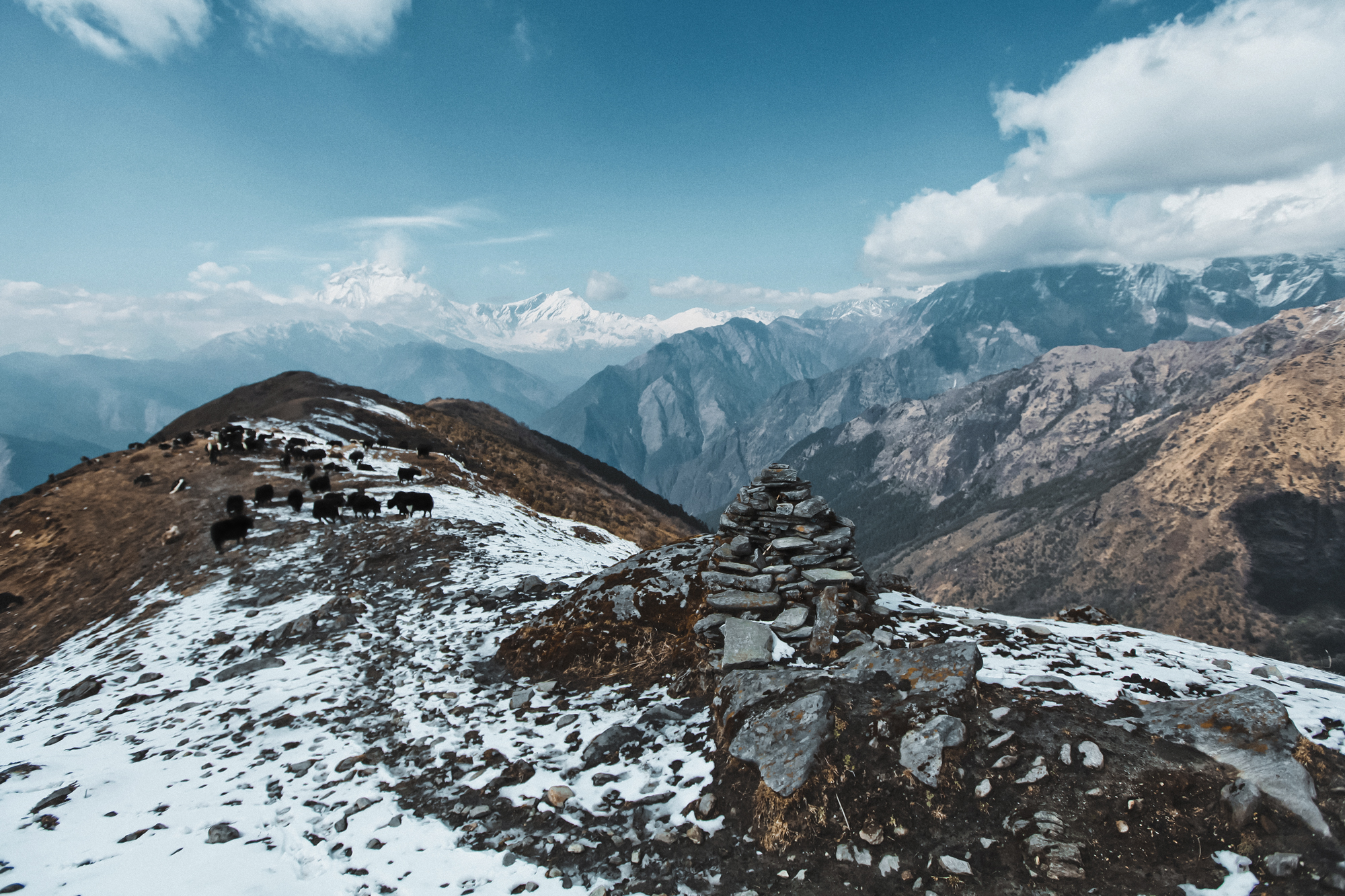 khopra-ridge-yak-herder4.jpg