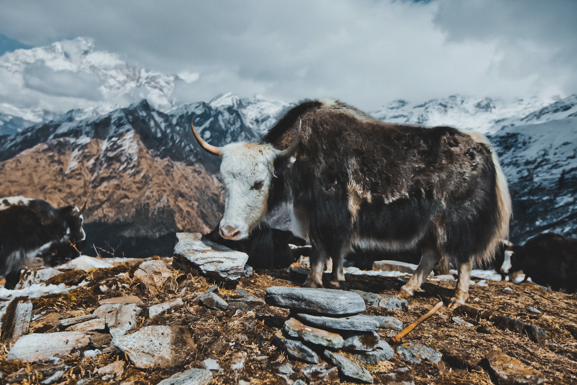 khopra-ridge-yak-herder5.jpg