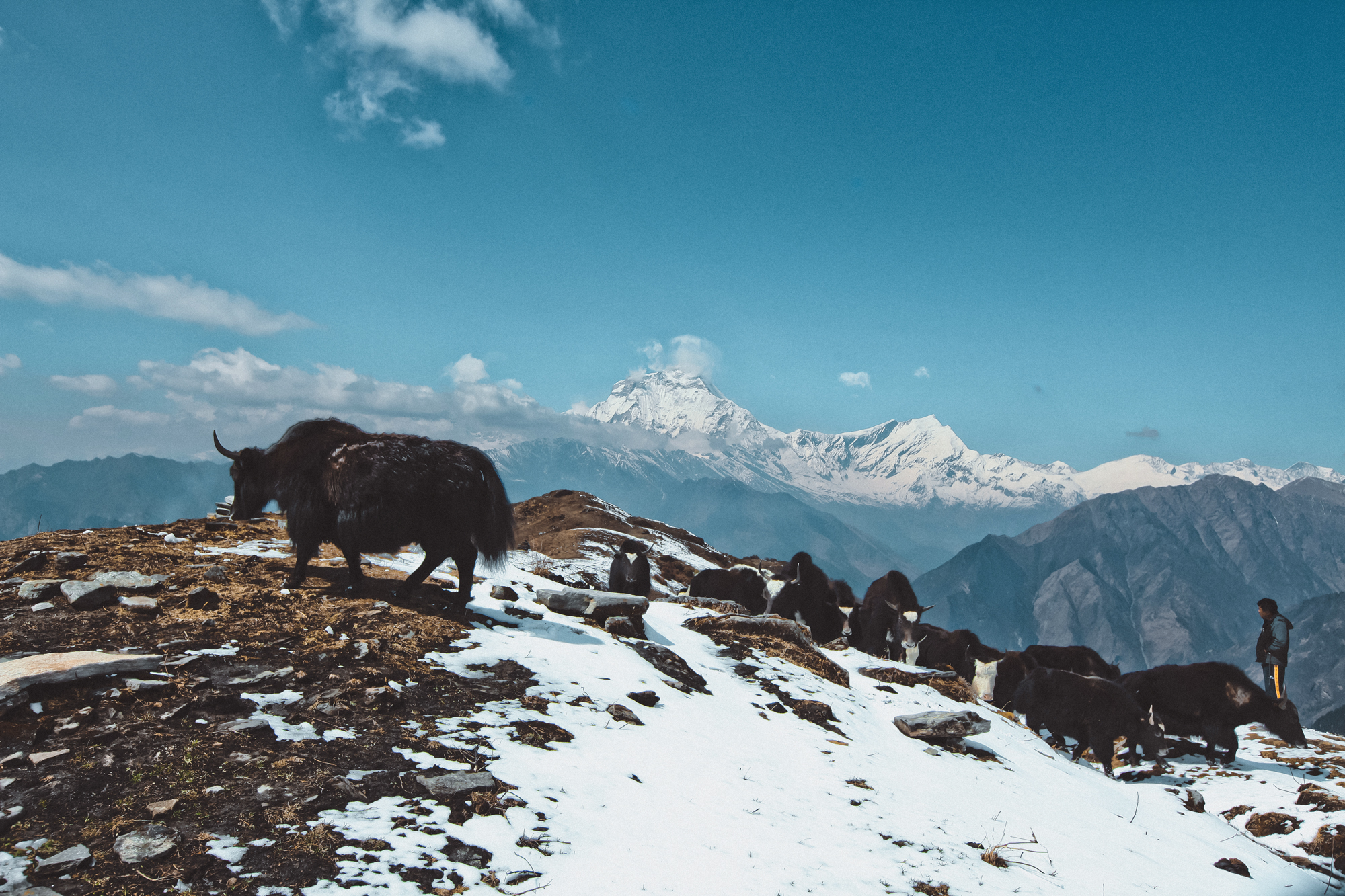 khopra-ridge-yak-herder6.jpg