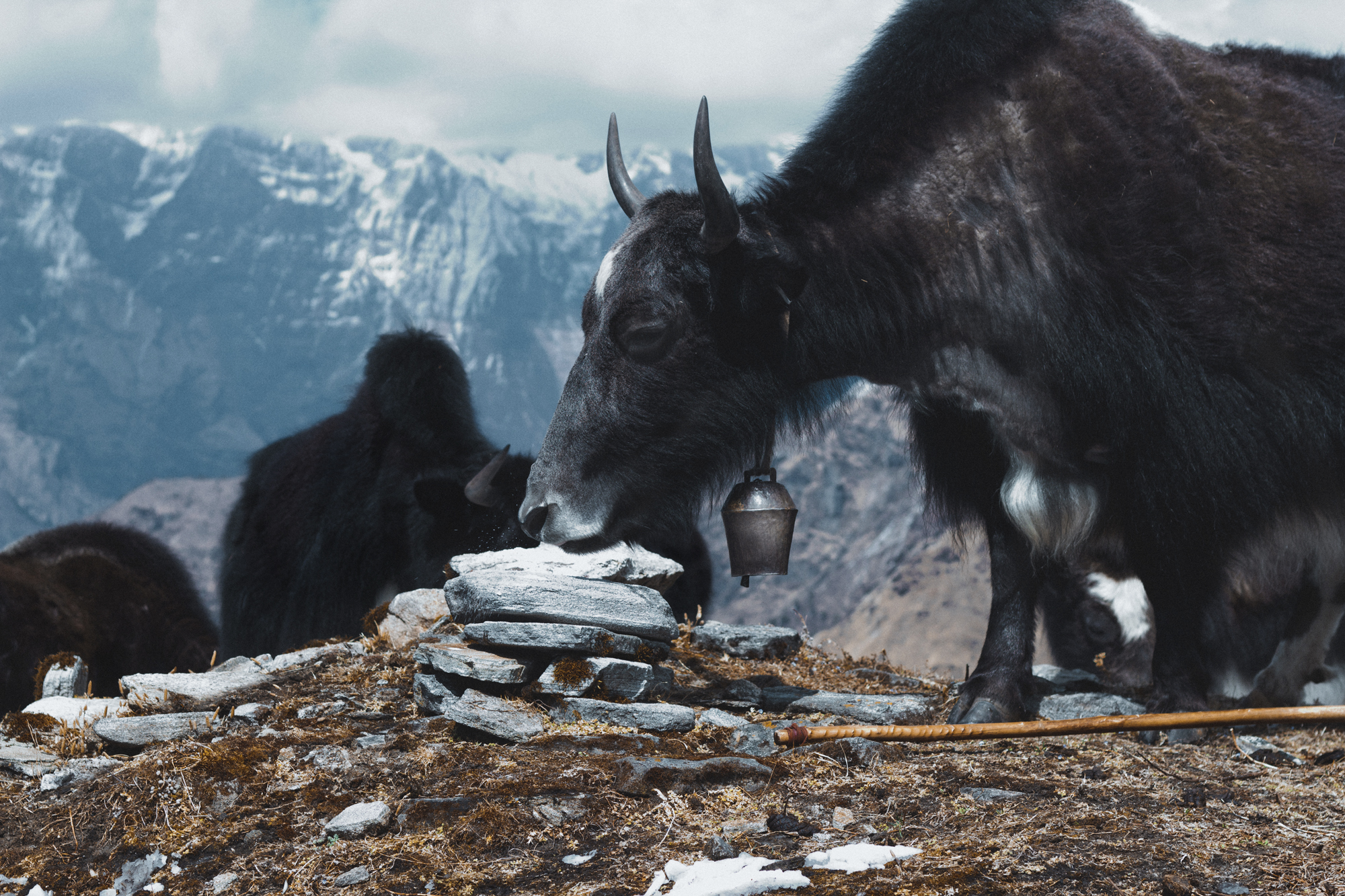 khopra-ridge-yak-herder7.jpg