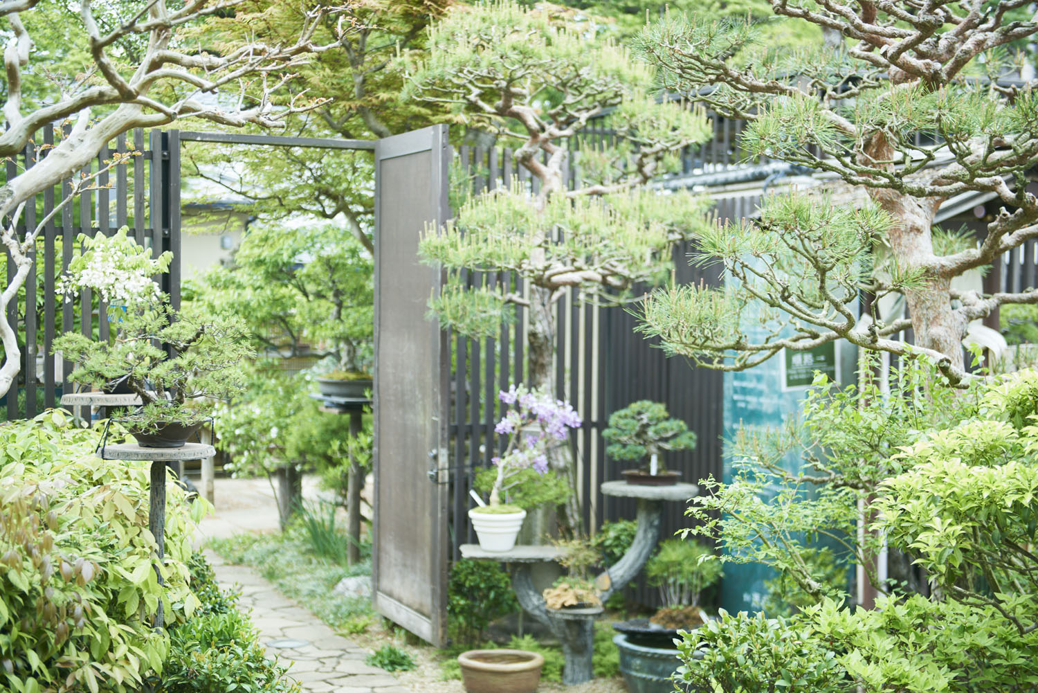 tokyo_bonsai_cherry_blossom_sakura_003.jpg