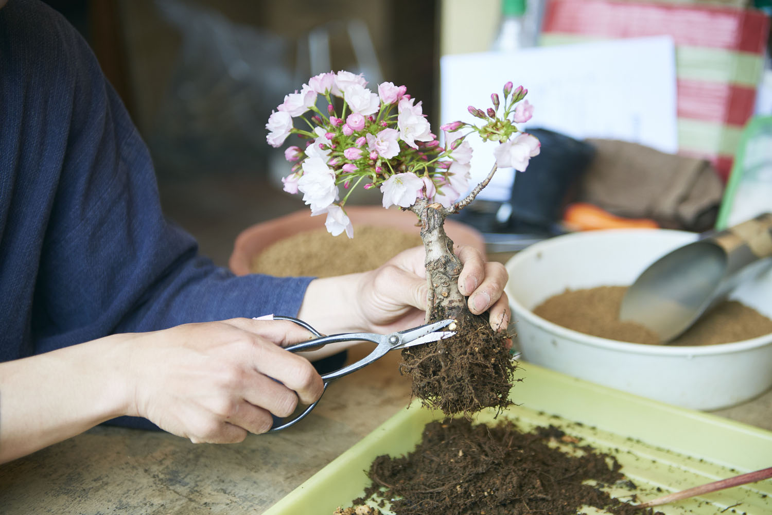 tokyo_bonsai_cherry_blossom_sakura_096.jpg