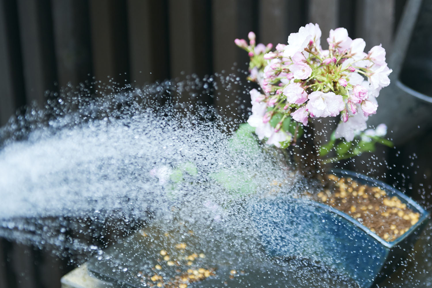 tokyo_bonsai_cherry_blossom_sakura_150.jpg