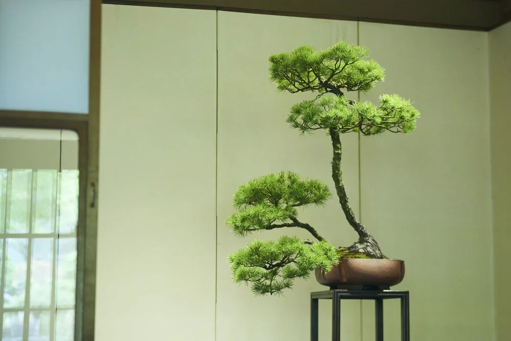 Private Bonsai making class — Deeper Japan