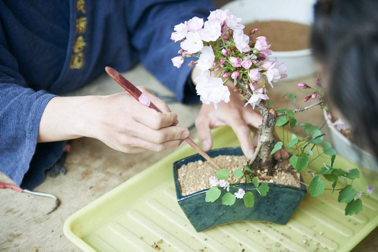 Private | Bonsai making class