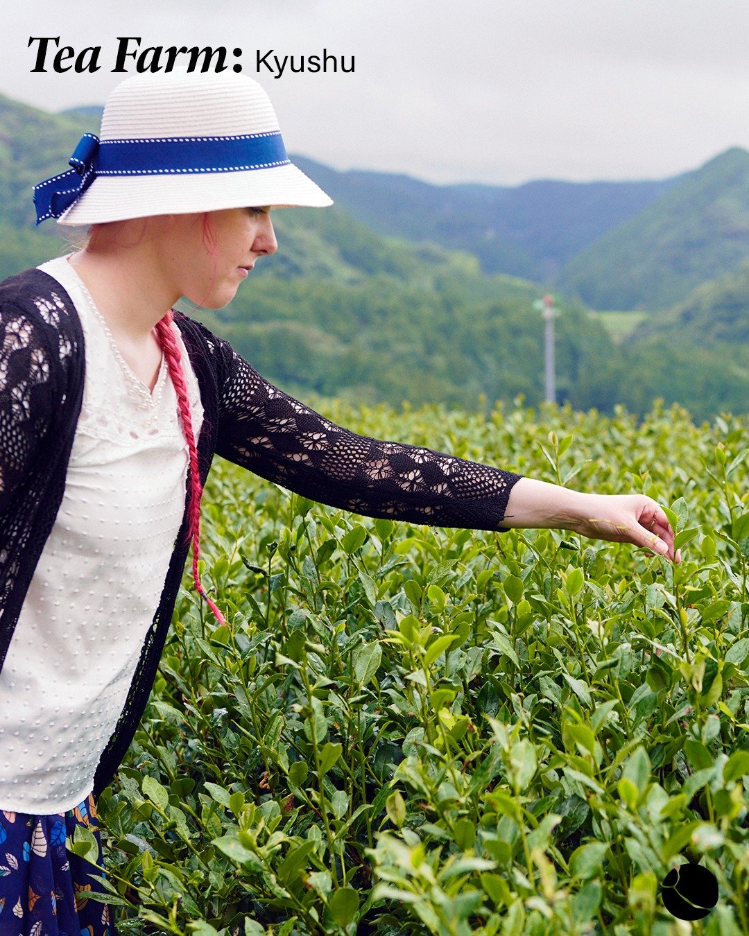 Little is more evocative of Japan and its sensibilities than a cup of green tea. Tea cultivation in Japan dates back to the early Heian period, when the Buddhist monks Saicho and Kukai brought back to Japan tea plants from China. Since then, tea has 