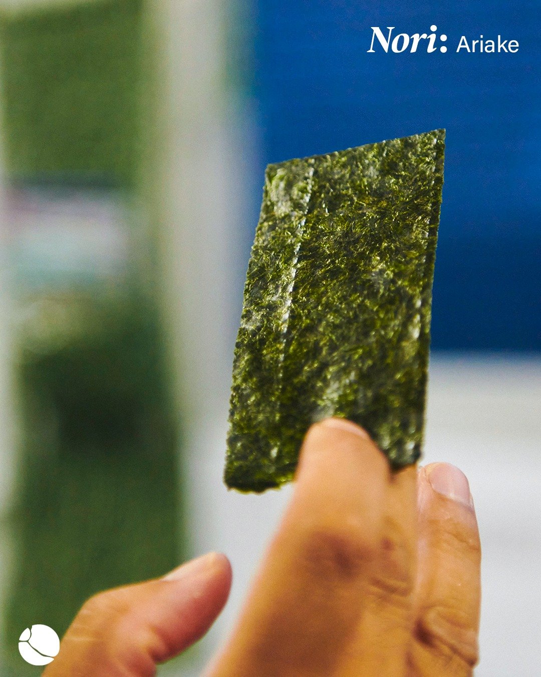 A paper-thin, full-of-flavor cuisine with documents verifying everyday utilization as far back as the Nara period of Japan (710-784), it wasn't until the Edo period that human cultivation of nori seaweed started in full. Seeding begins at the end of 